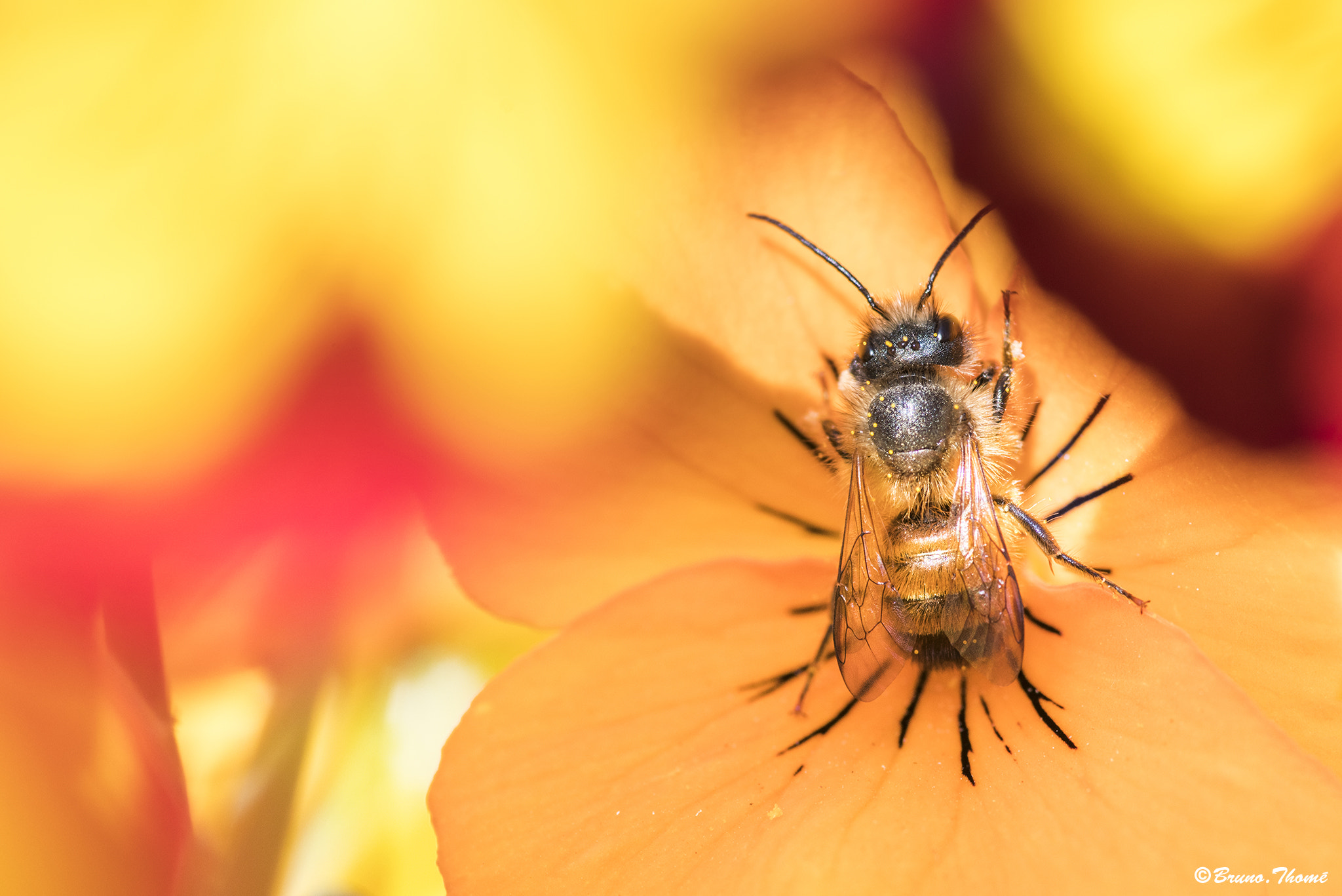 Pentax smc D-FA 100mm F2.8 Macro WR sample photo. Bee photography