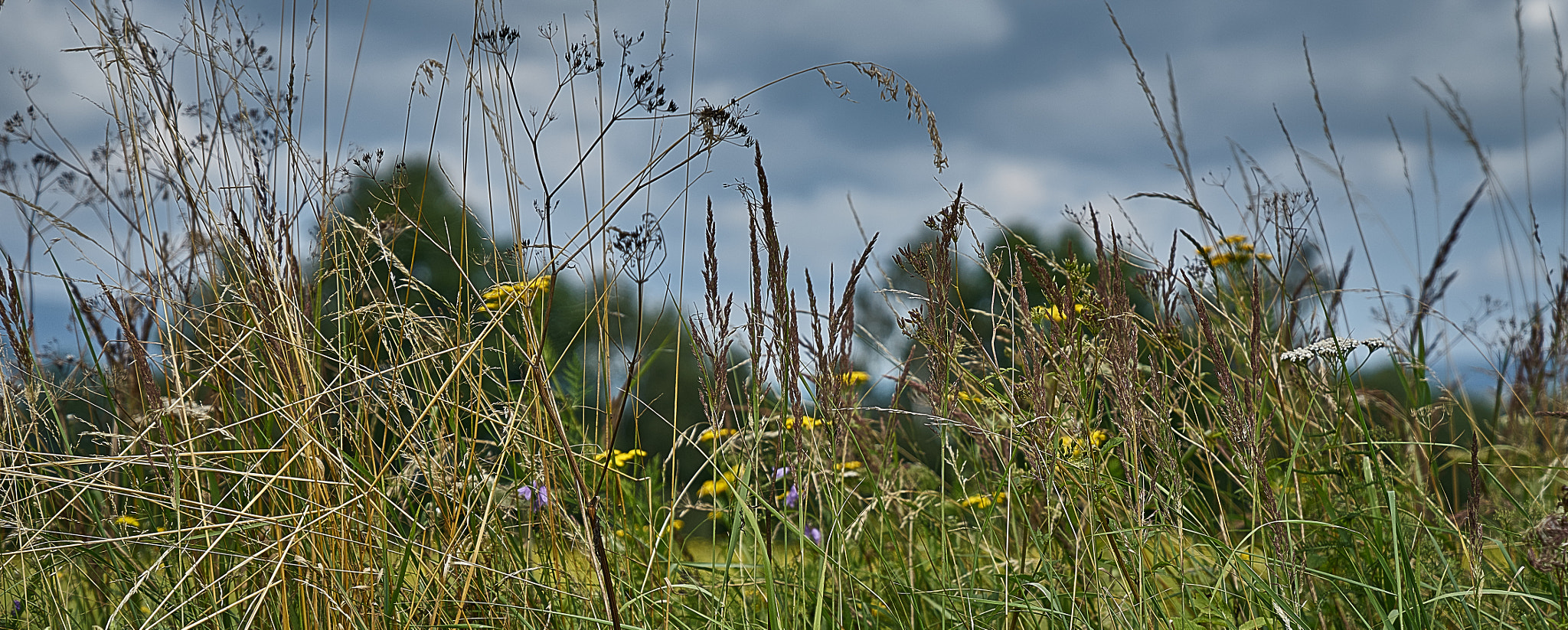 Sony a7 II + Sony FE 24-70mm F2.8 GM sample photo. Grass photography