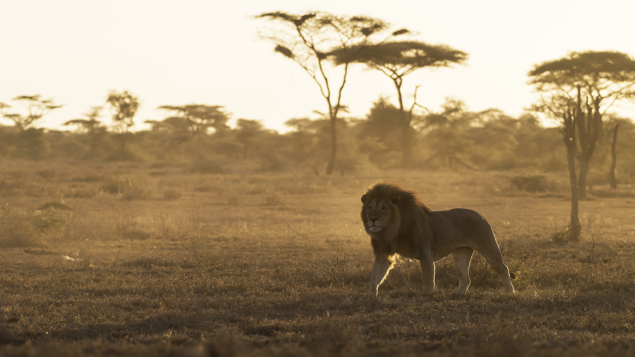 Nikon AF-S Nikkor 200-500mm F5.6E ED VR sample photo. The king. photography