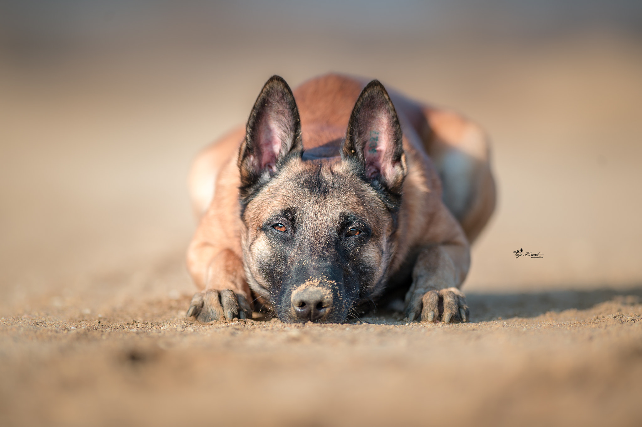 Nikon AF-S Nikkor 300mm F2.8G ED VR II sample photo. Ingo photography