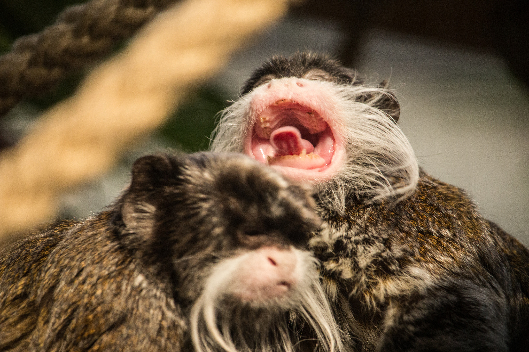 Canon EF-S 55-250mm F4-5.6 IS STM sample photo. Monkey 1 photography