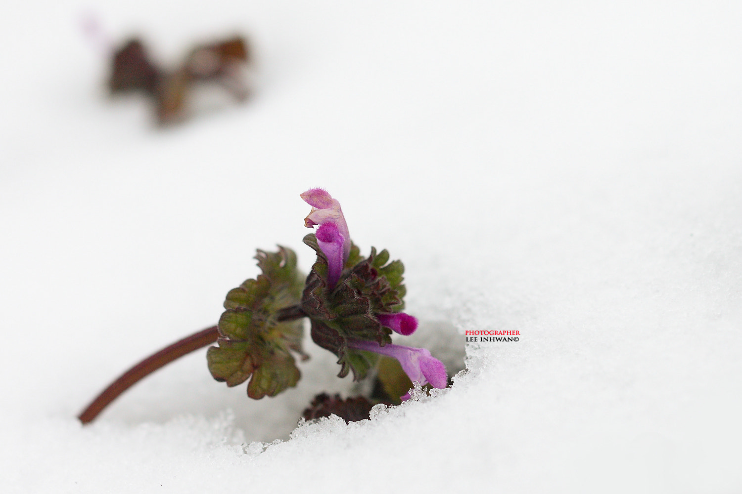 ZEISS Makro-Planar T* 50mm F2 sample photo. Just feel the nature - lamium amplexicaule photography