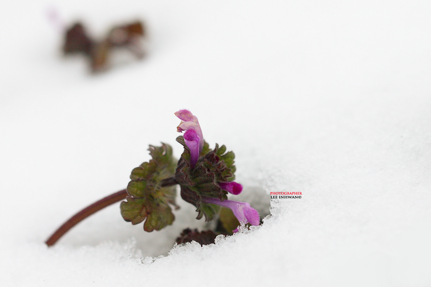 Canon EOS-1Ds Mark III sample photo. Just feel the nature - lamium amplexicaule photography