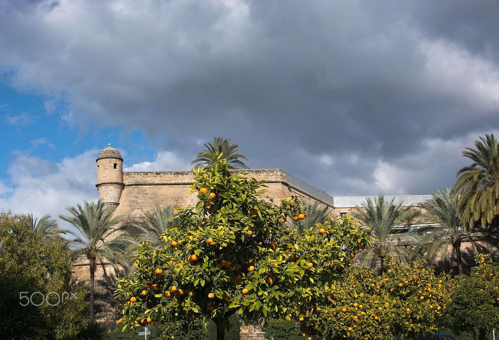 Nikkor 500mm f/4 P ED IF sample photo. Es baluard oranges palma photography