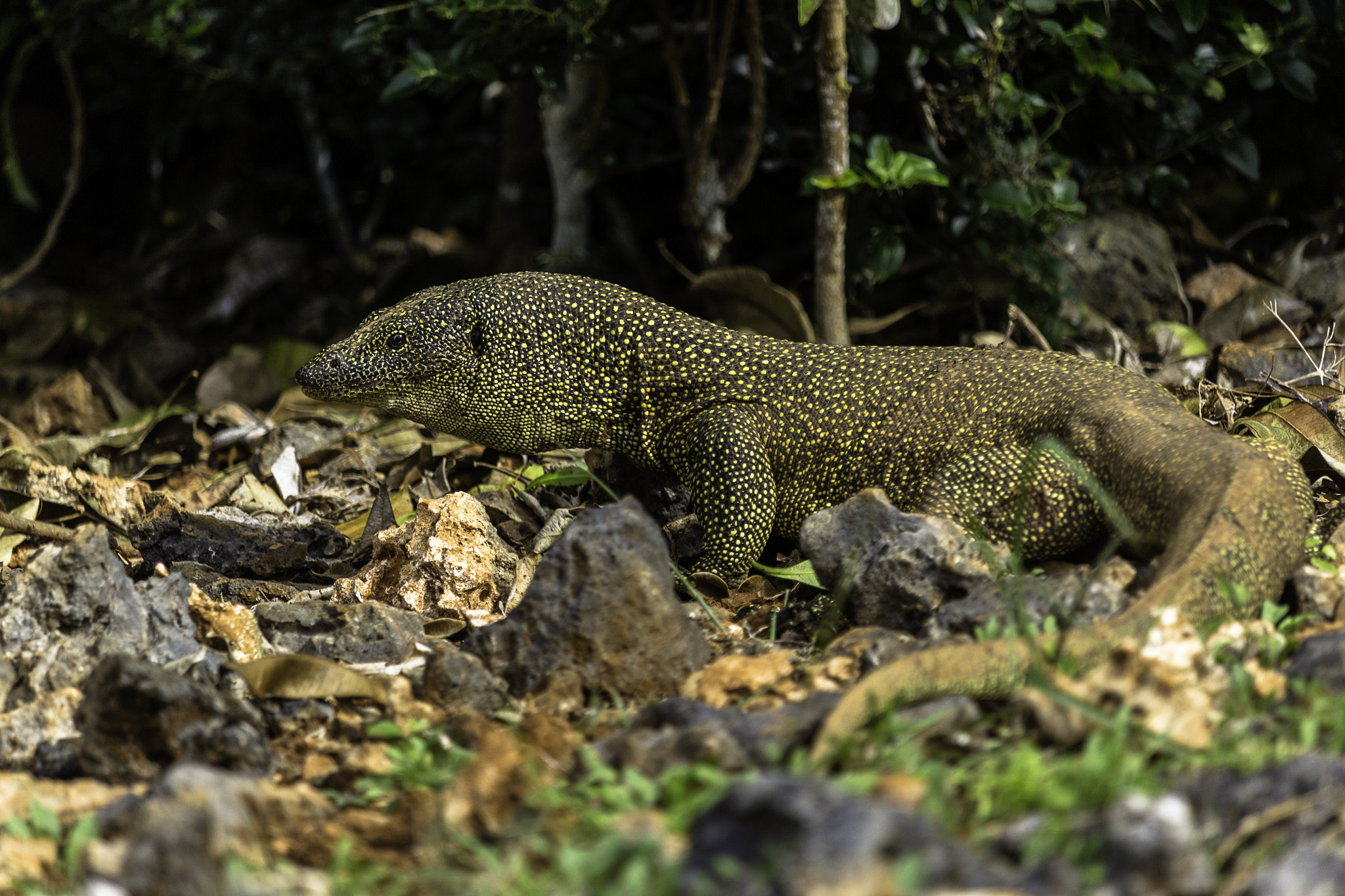 Canon EF-S 55-250mm F4-5.6 IS STM sample photo. Monitor lizard photography