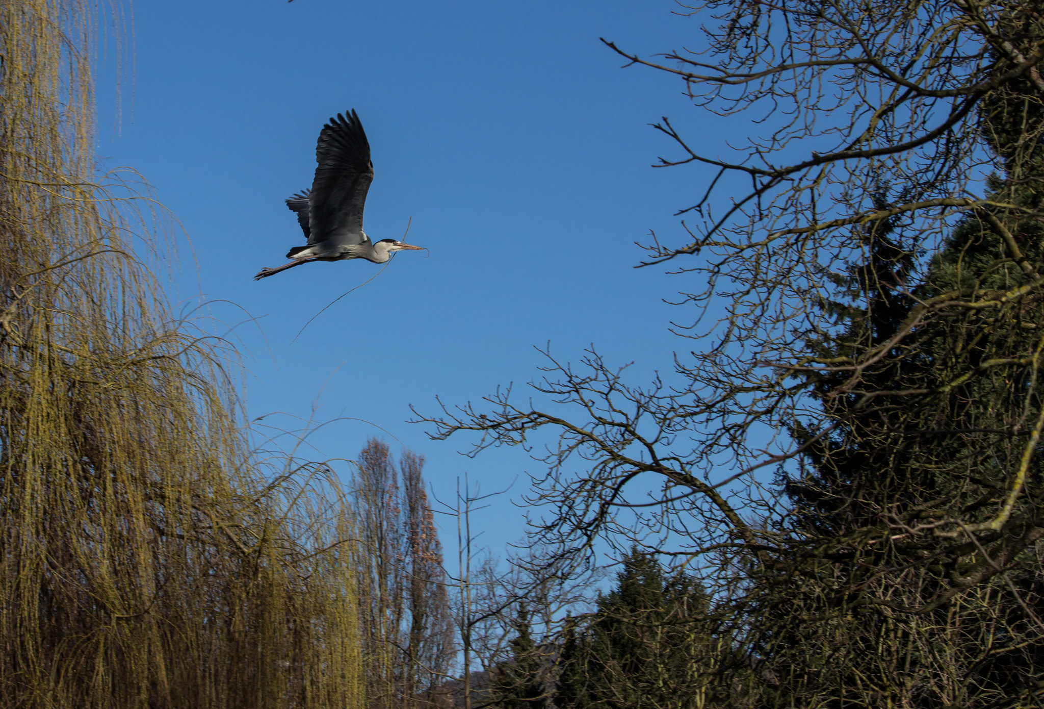 Canon EOS 600D (Rebel EOS T3i / EOS Kiss X5) + Canon EF-S 55-250mm F4-5.6 IS STM sample photo. Grey heron photography