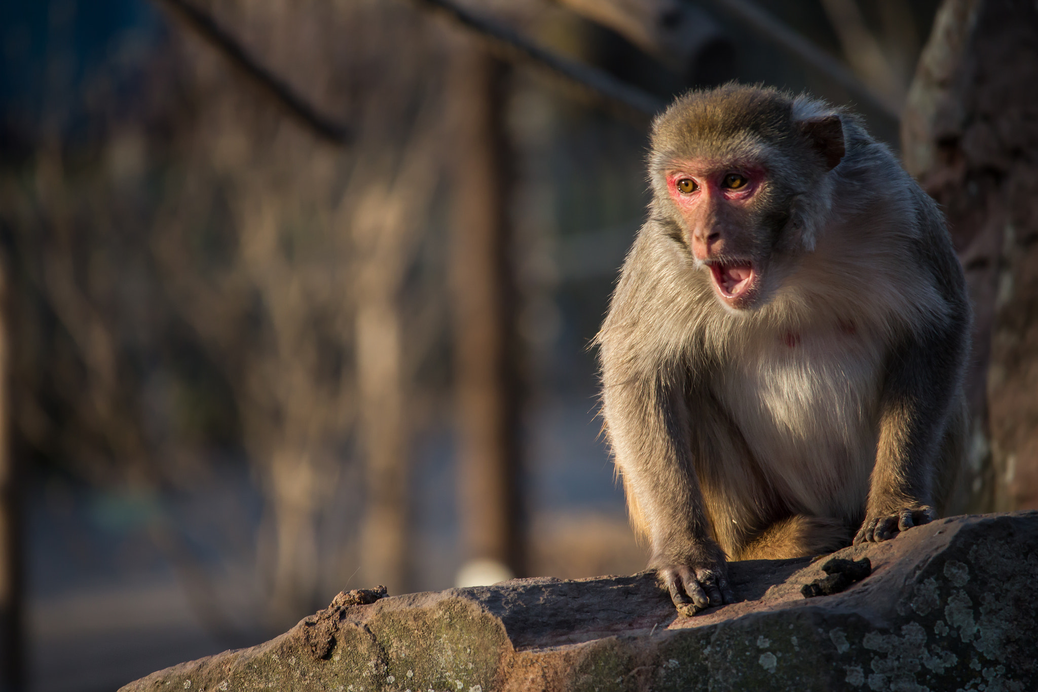 Canon EF-S 55-250mm F4-5.6 IS STM sample photo. Monkey 2 photography