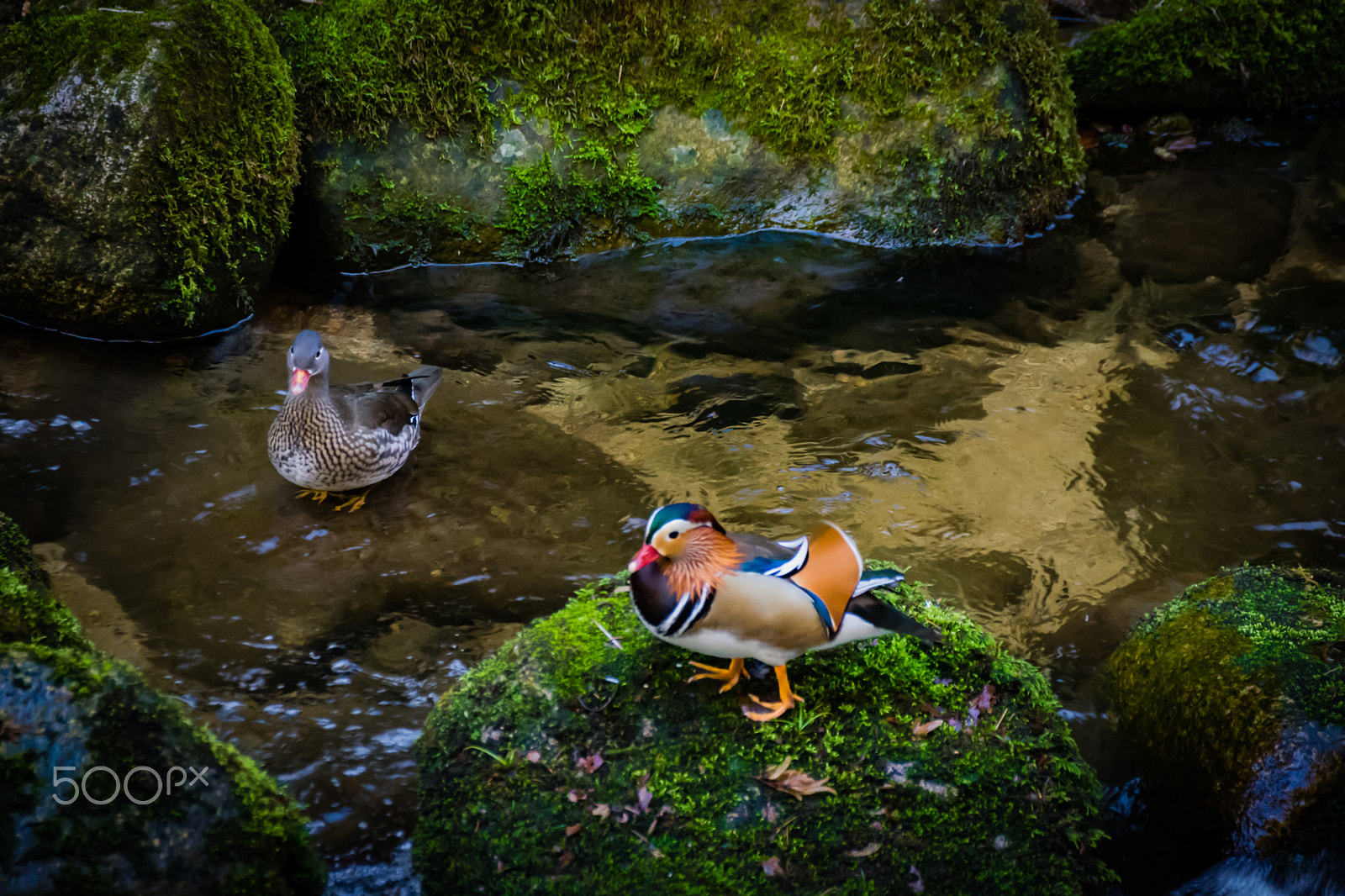 Sigma 18-250mm F3.5-6.3 DC Macro OS HSM sample photo. Canards mandarins "aix galericulata" photography