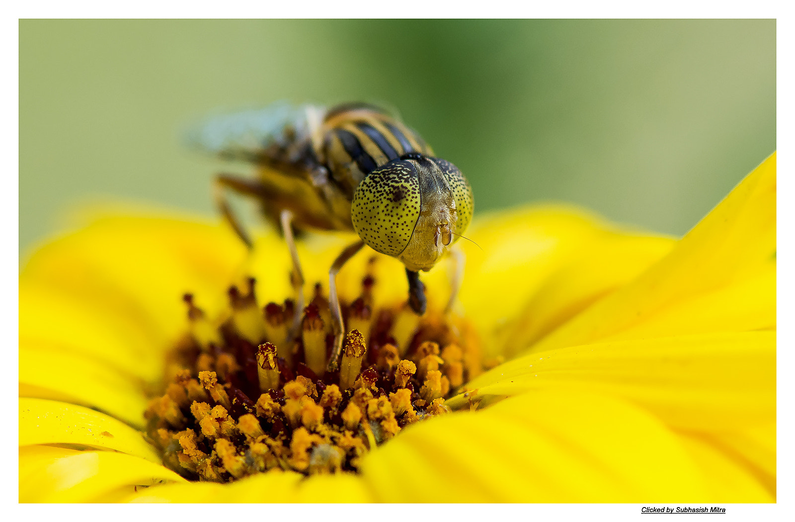 Nikon AF-S Micro-Nikkor 105mm F2.8G IF-ED VR sample photo. The little bee photography