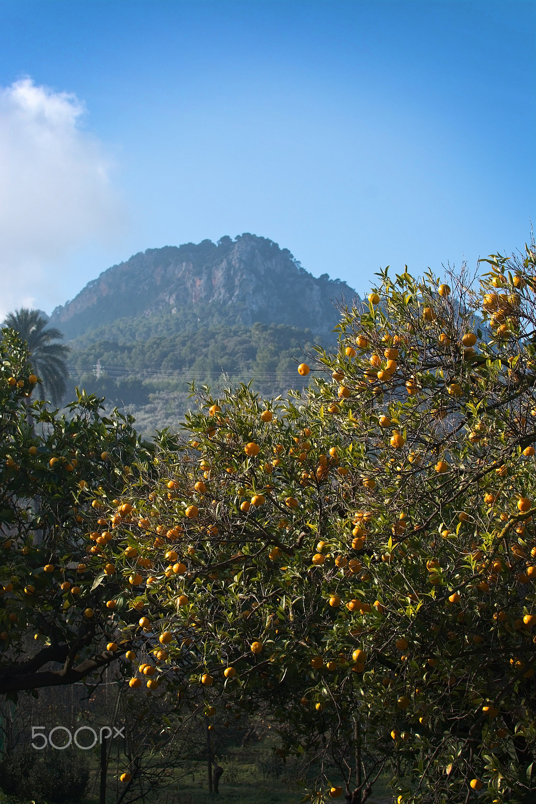 Nikon AF-S Nikkor 600mm F4D ED-IF II sample photo. Orange trees soller photography