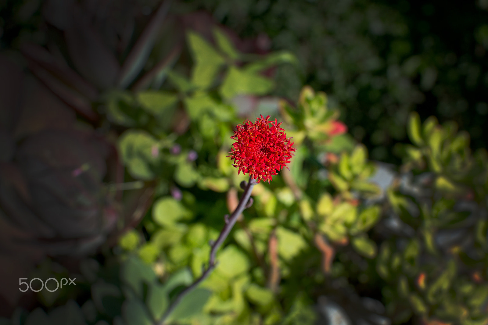 Nikon D7100 sample photo. Focus on red succulent flower photography