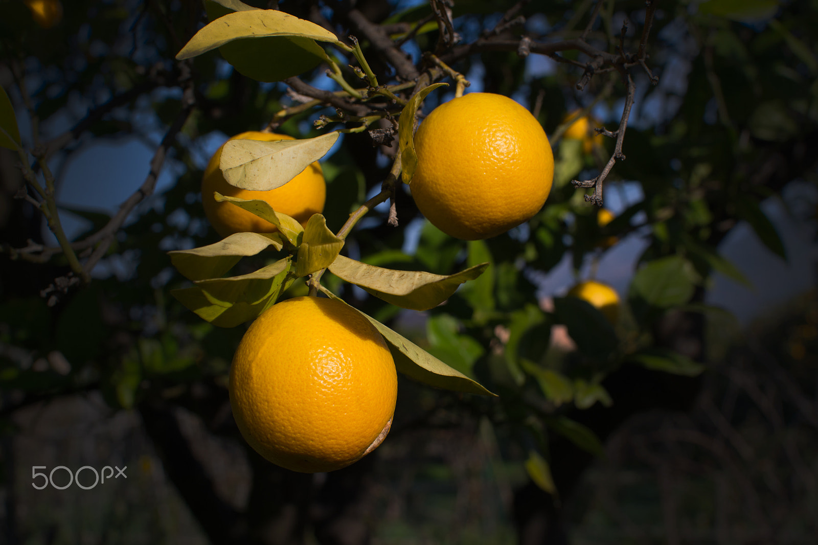 Nikon D7100 + AF Nikkor 50mm f/1.4 sample photo. Orange tree photography