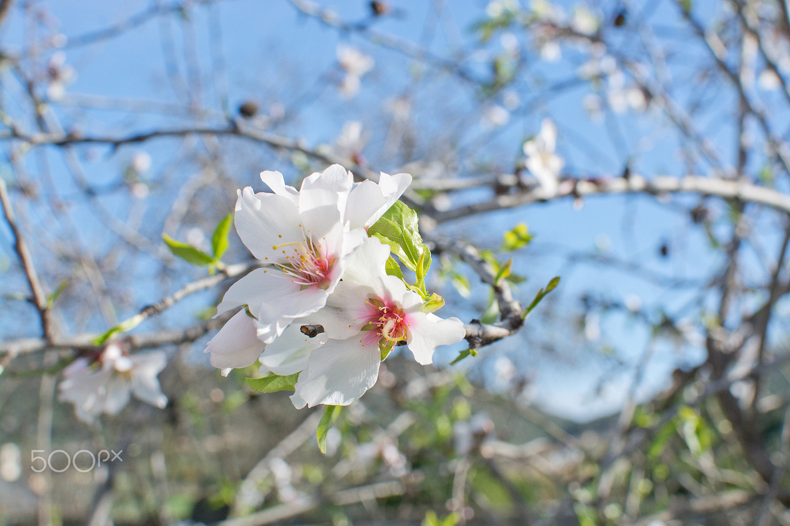 Nikon D7100 sample photo. Almond tree flowers photography
