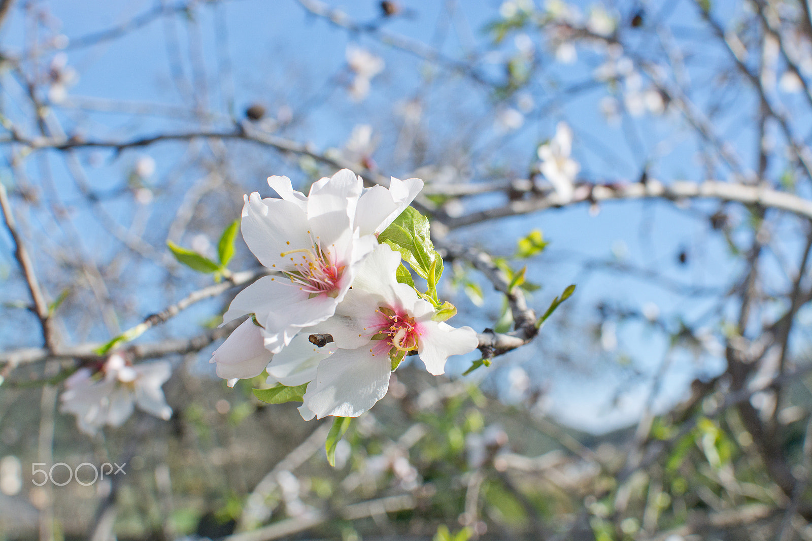 Nikon D7100 + Nikon AF Nikkor 35mm F2D sample photo. Almond tree flowers photography