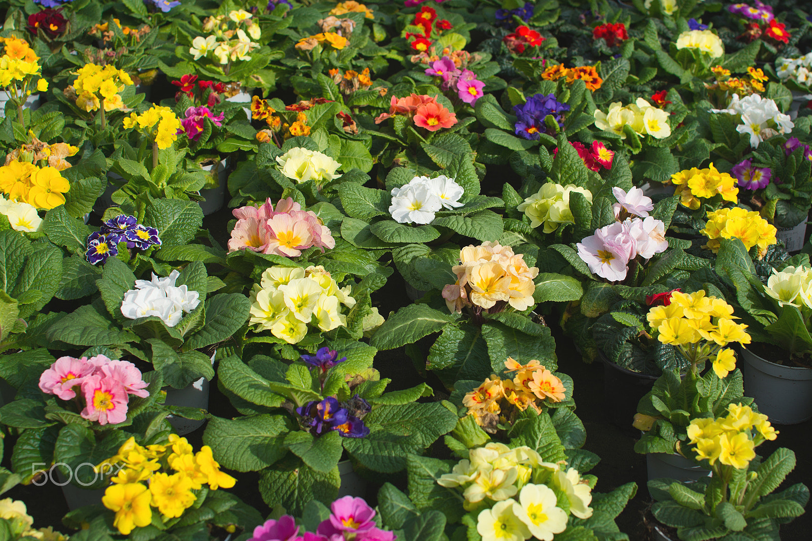 Nikon D7100 + AF-S DX Zoom-Nikkor 18-55mm f/3.5-5.6G ED sample photo. Primula spring flowers background photography
