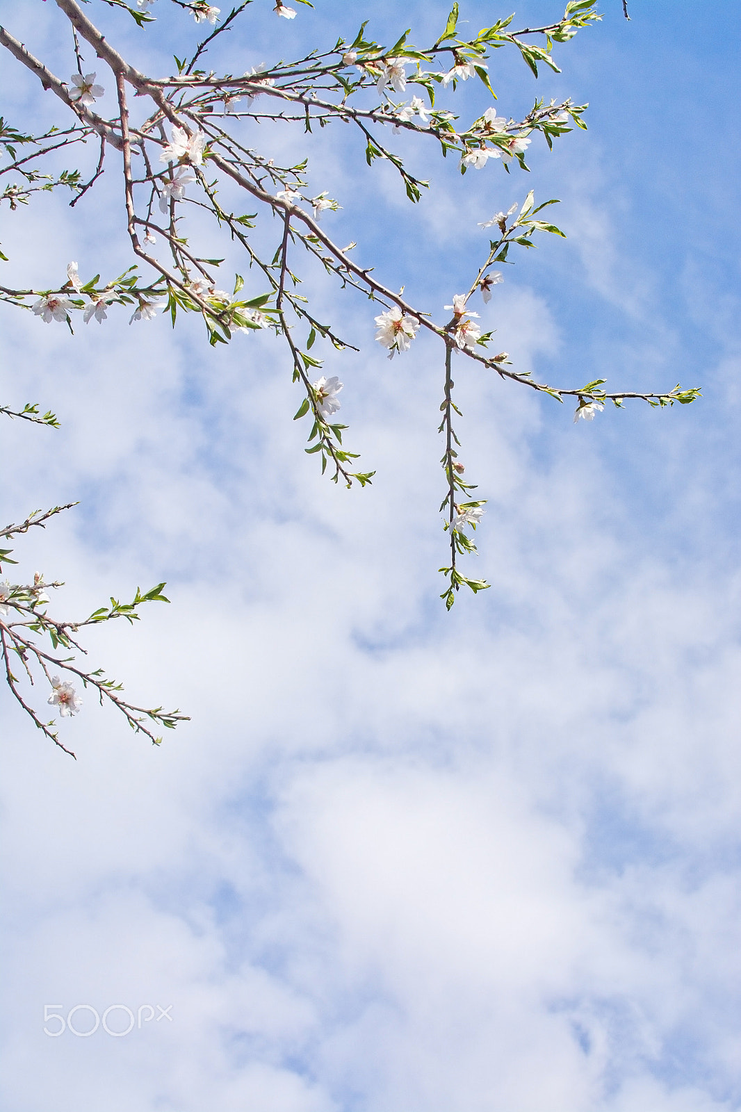 Nikon D7100 sample photo. Almond trees blossom photography
