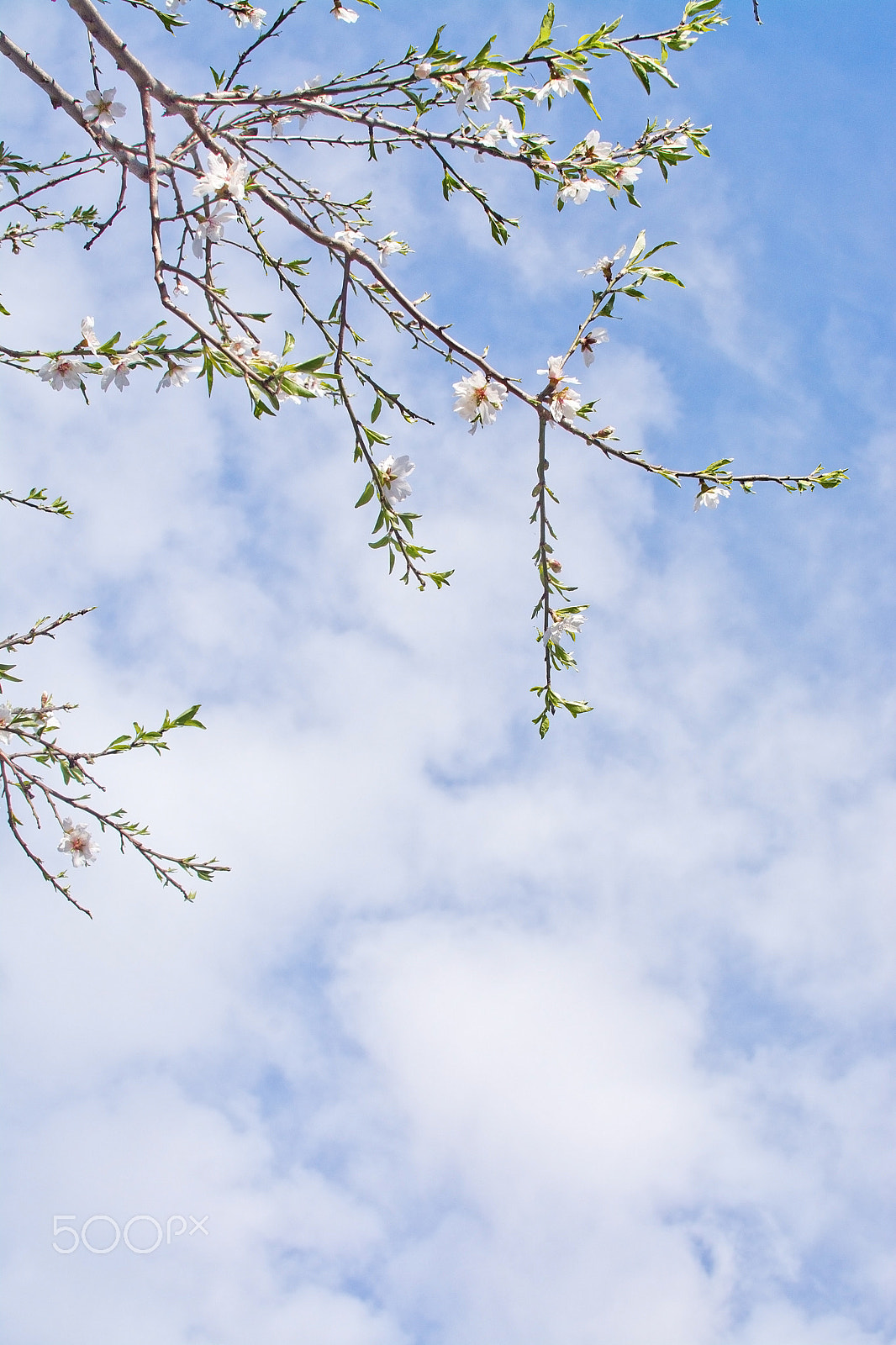 Nikon D7100 + Sigma 105mm F2.8 EX DG Macro sample photo. Almond trees blossom photography