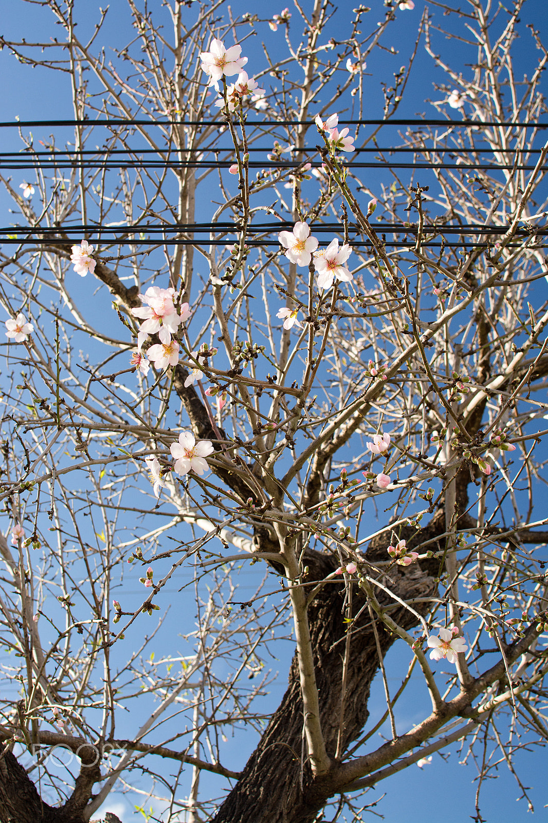 AF Nikkor 70-210mm f/4-5.6D sample photo. Almond trees blossom photography