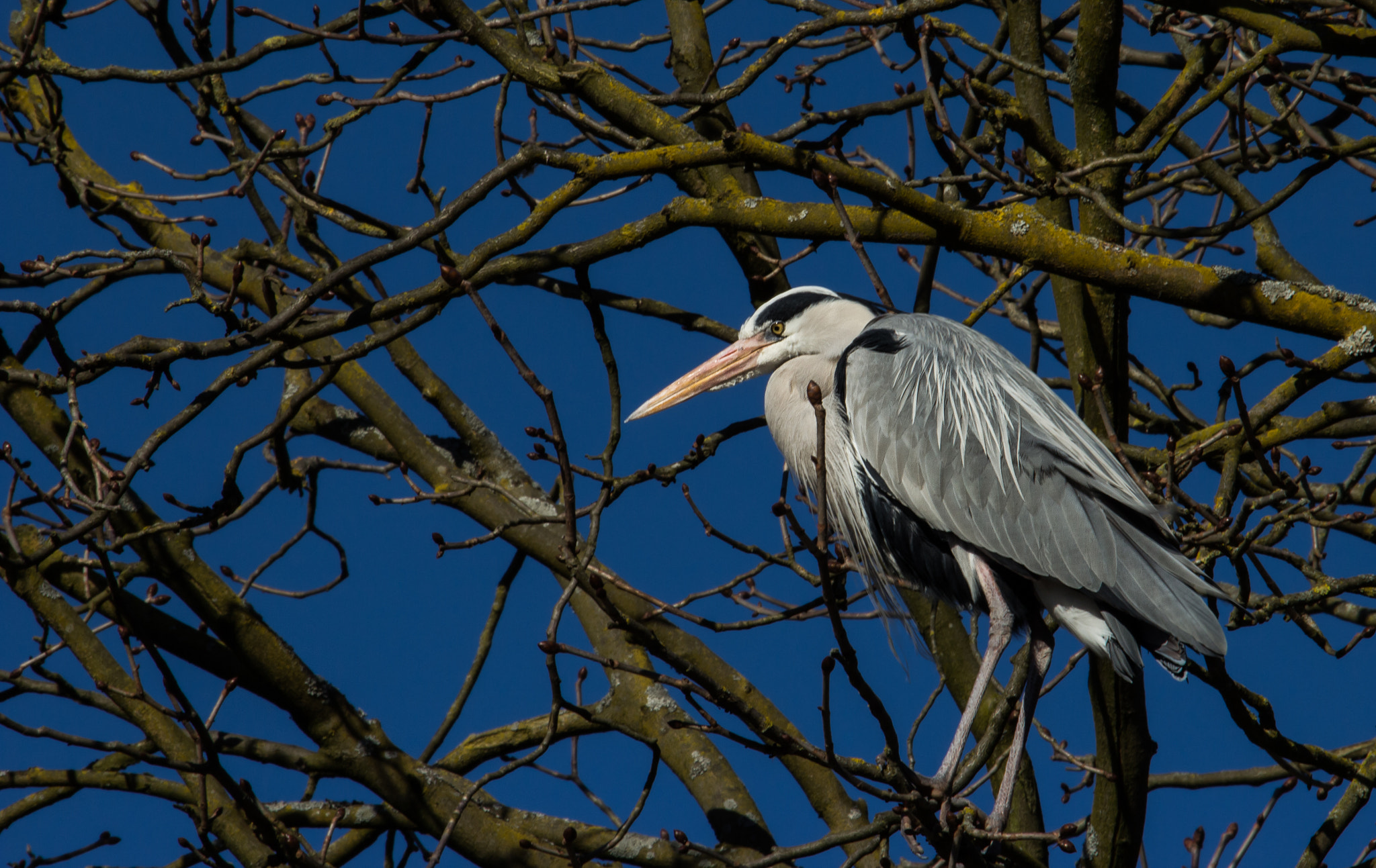 Canon EOS 600D (Rebel EOS T3i / EOS Kiss X5) + Canon EF-S 55-250mm F4-5.6 IS STM sample photo. Grey heron 2 photography