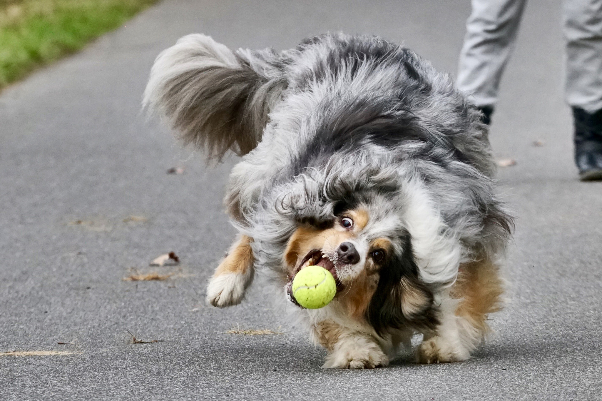 Sony a6500 sample photo. Patch my aussie photography