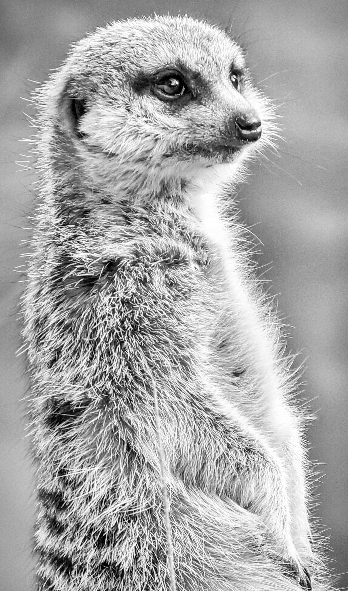 Sony E 18-200mm F3.5-6.3 OSS sample photo. The meerkat photography