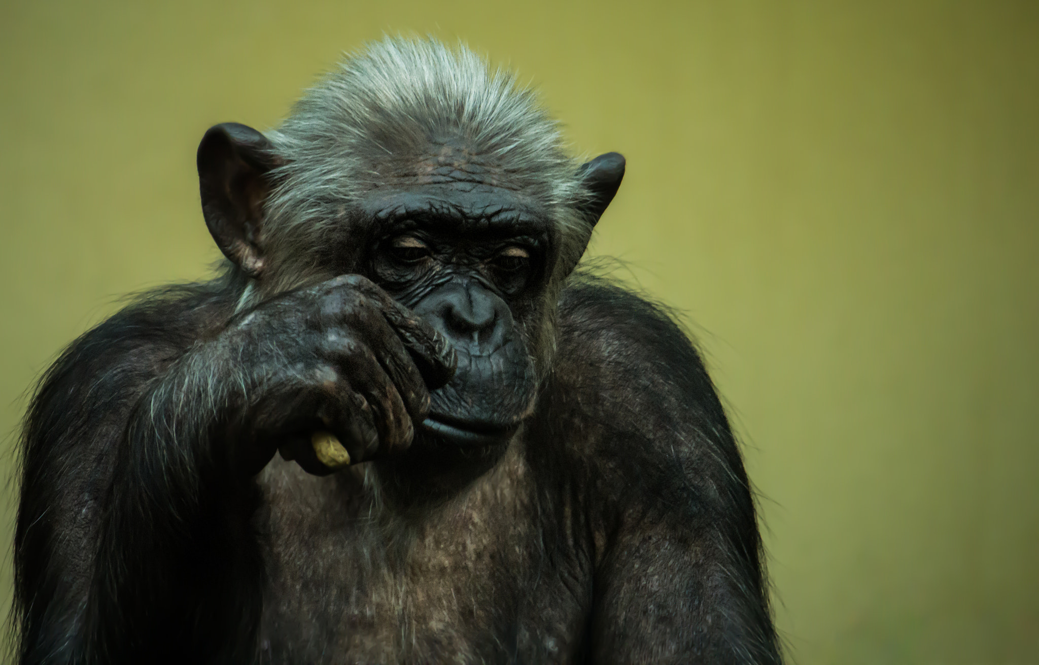 Canon EF-S 55-250mm F4-5.6 IS STM sample photo. Chimpanzee 2 photography