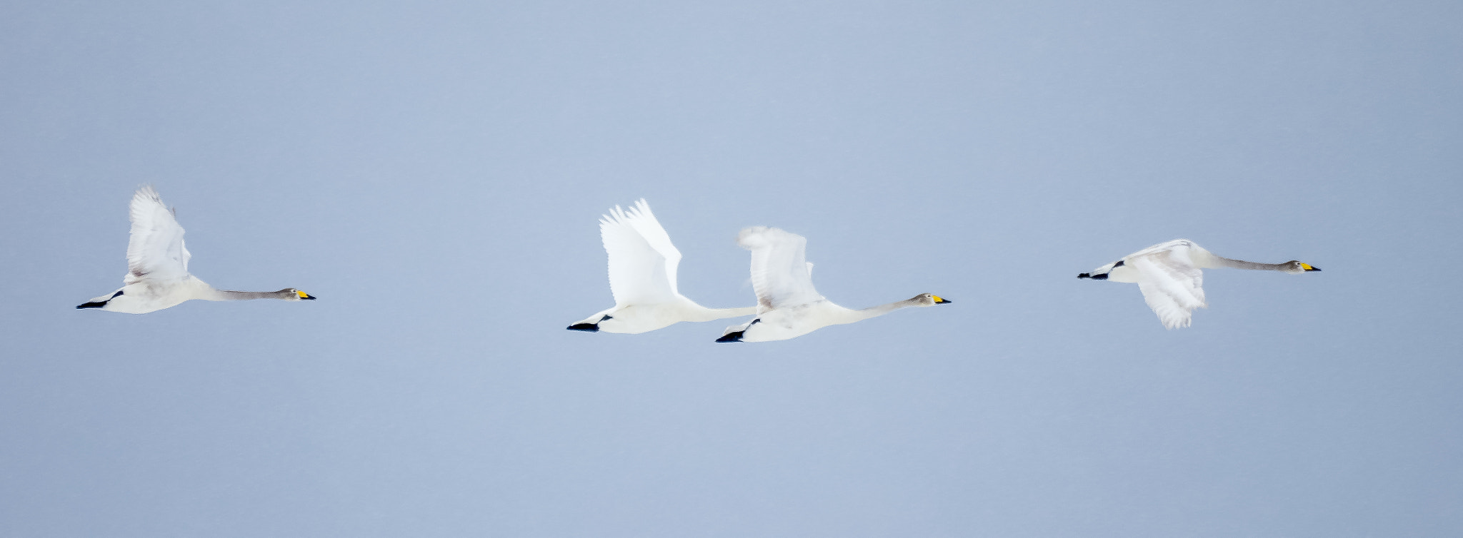 Olympus Zuiko Digital ED 70-300mm F4.0-5.6 sample photo. Swan photography