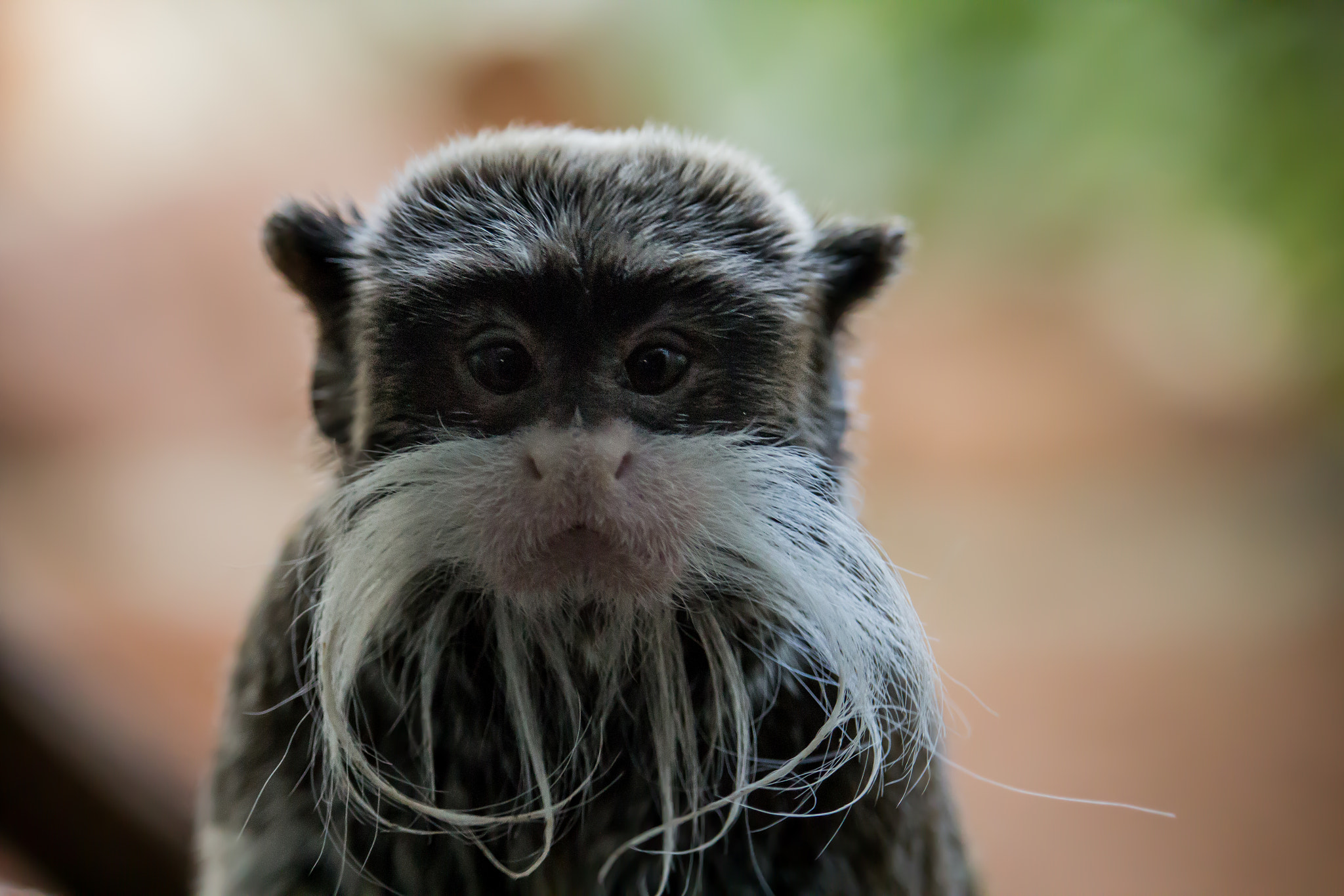 Canon EF-S 55-250mm F4-5.6 IS STM sample photo. Monkey 4 photography