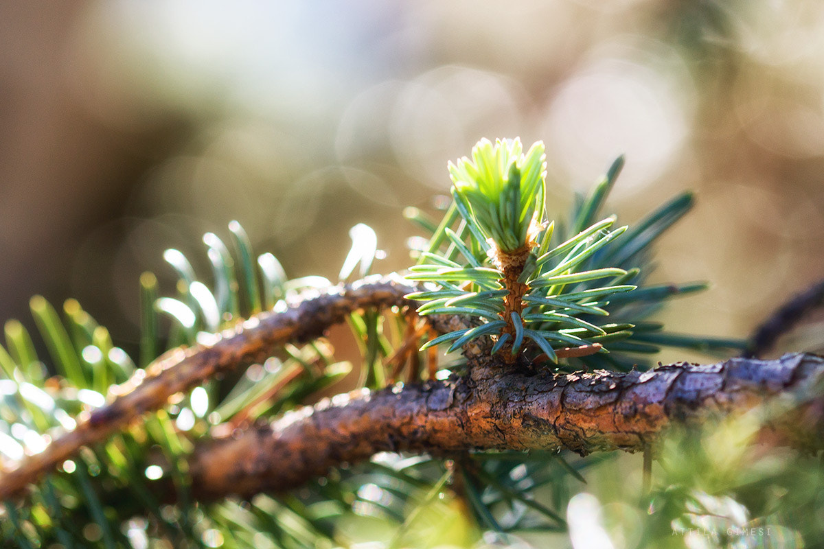 Canon EF 100mm F2.8 Macro USM sample photo. Green photography