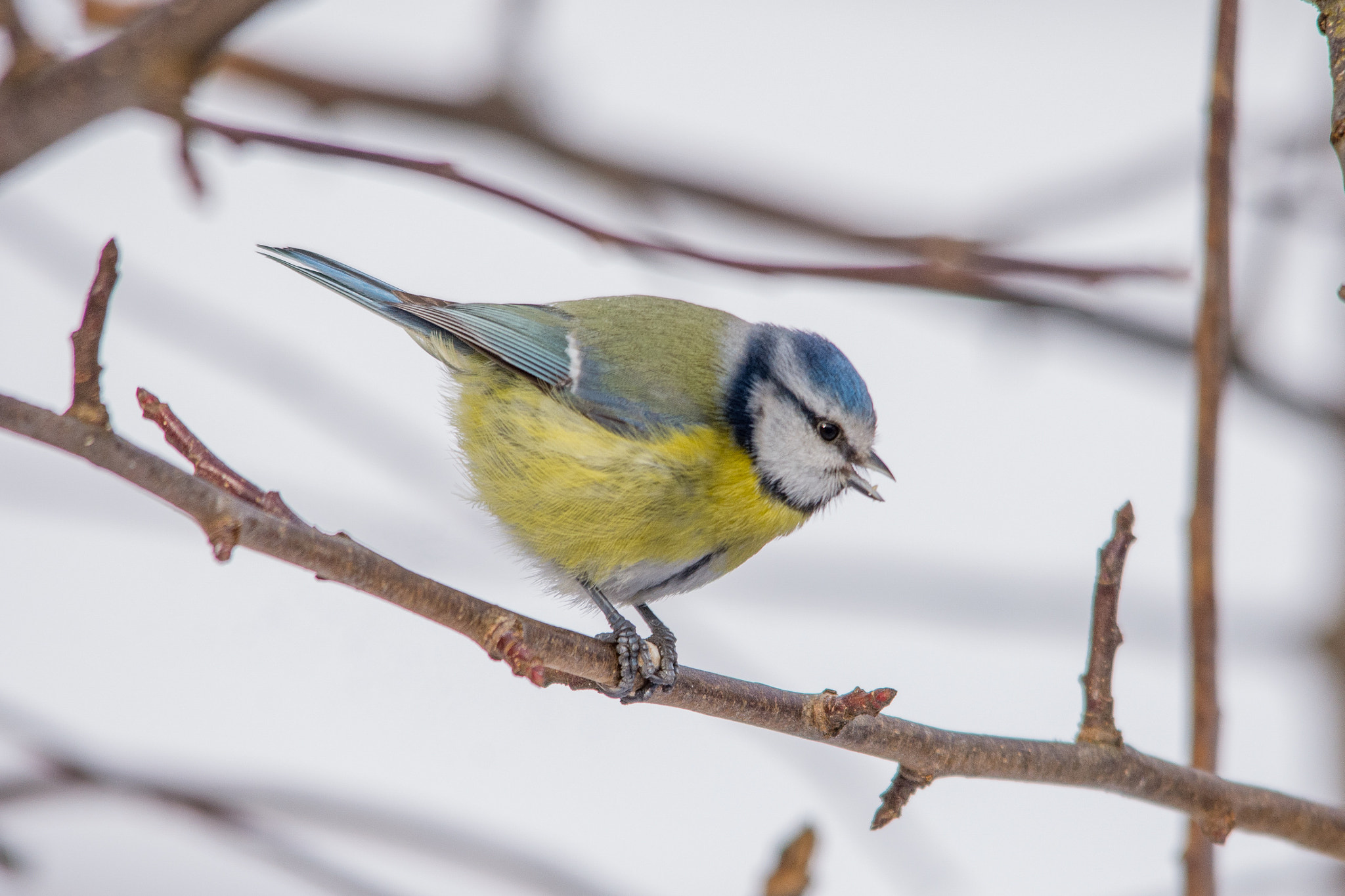 Sigma 150-500mm F5-6.3 DG OS HSM sample photo. Eurasian blue tit photography