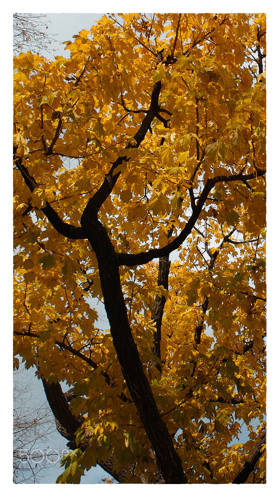 KONICA MINOLTA DYNAX 7D sample photo. Maple tree photography