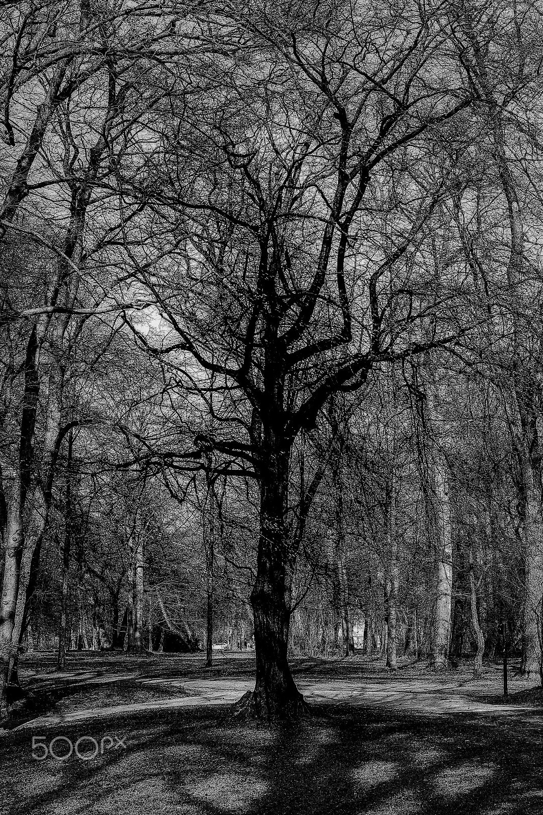 Canon EOS 700D (EOS Rebel T5i / EOS Kiss X7i) + Canon EF 40mm F2.8 STM sample photo. Dark tree photography