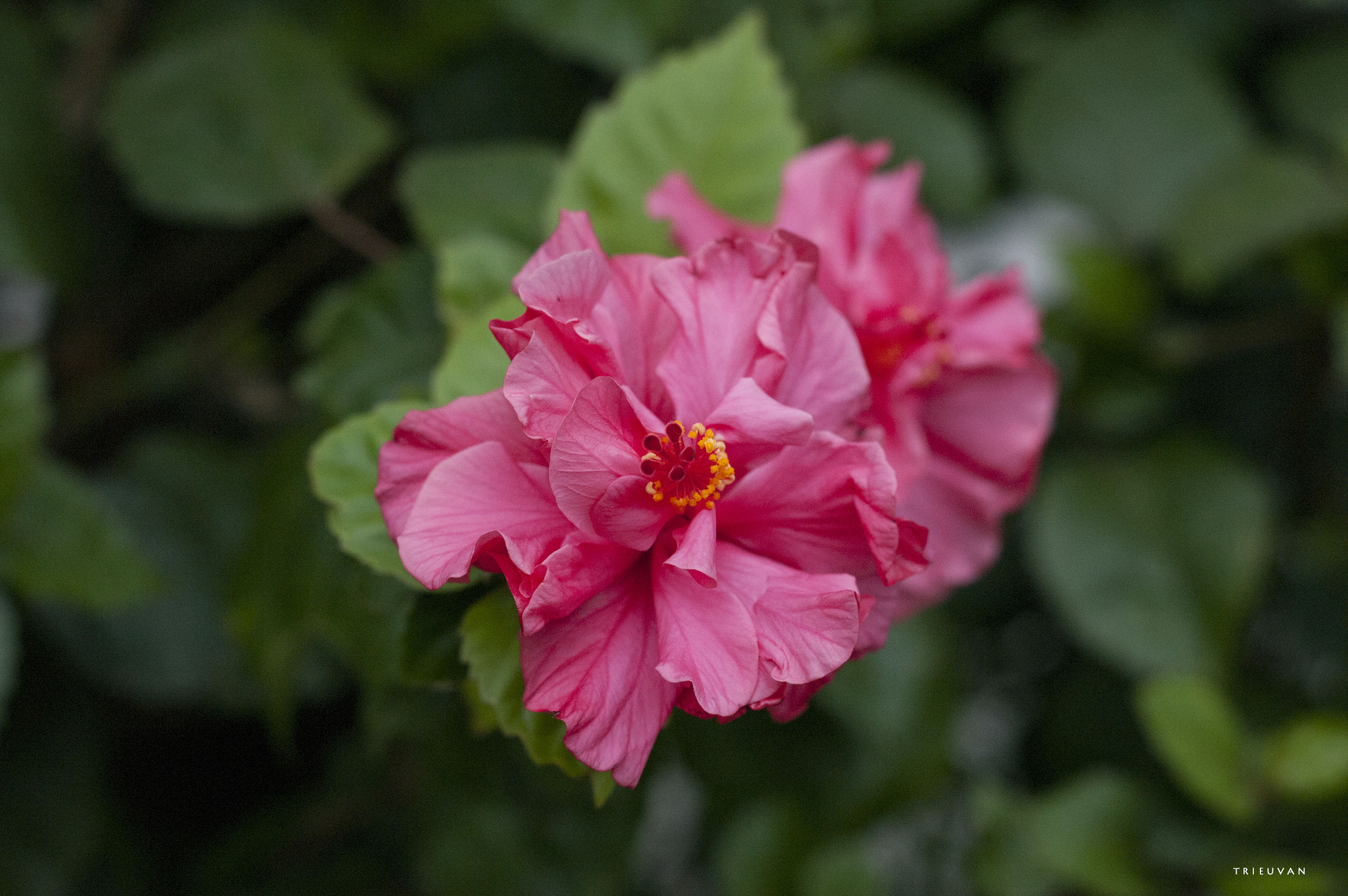 Pentax K-7 sample photo. Tv1 photography