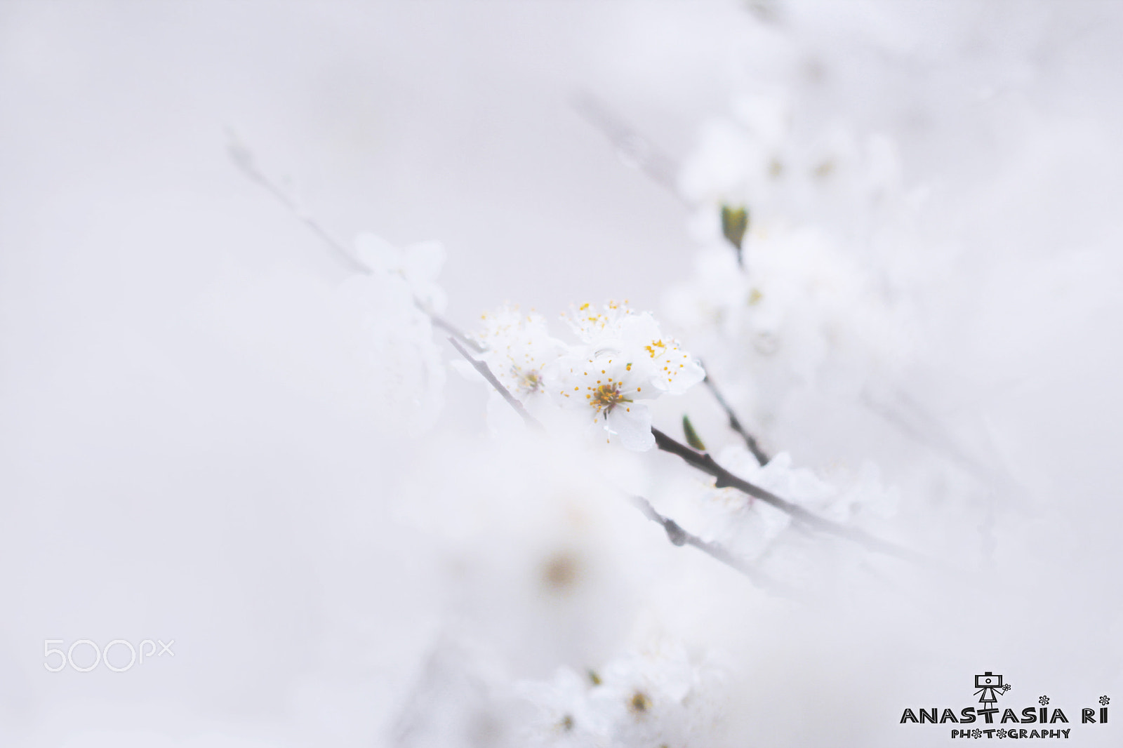Canon EF 100mm F2.8 Macro USM sample photo. Dressed in white photography