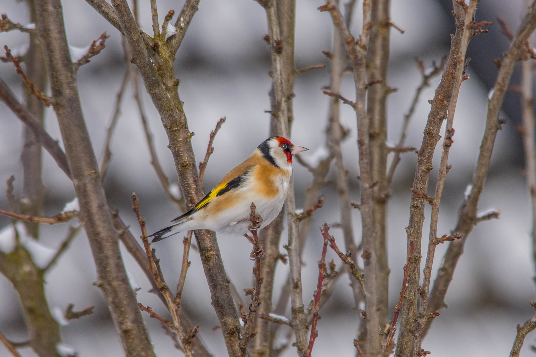Sigma 150-500mm F5-6.3 DG OS HSM sample photo. European goldfinch photography