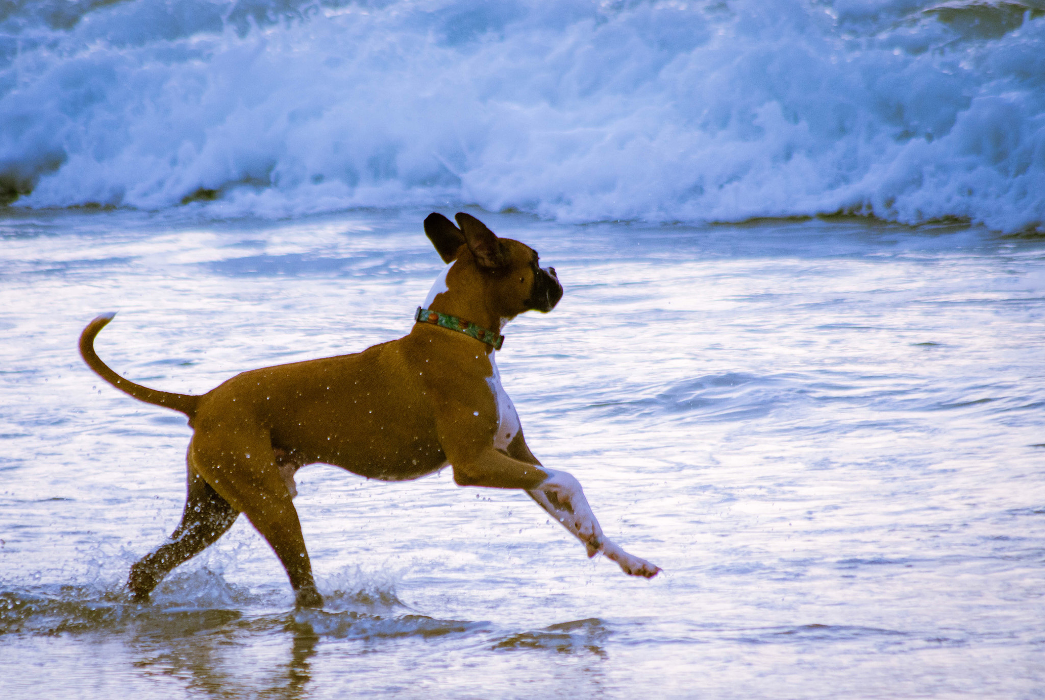 Nikon D7000 sample photo. Water dog photography
