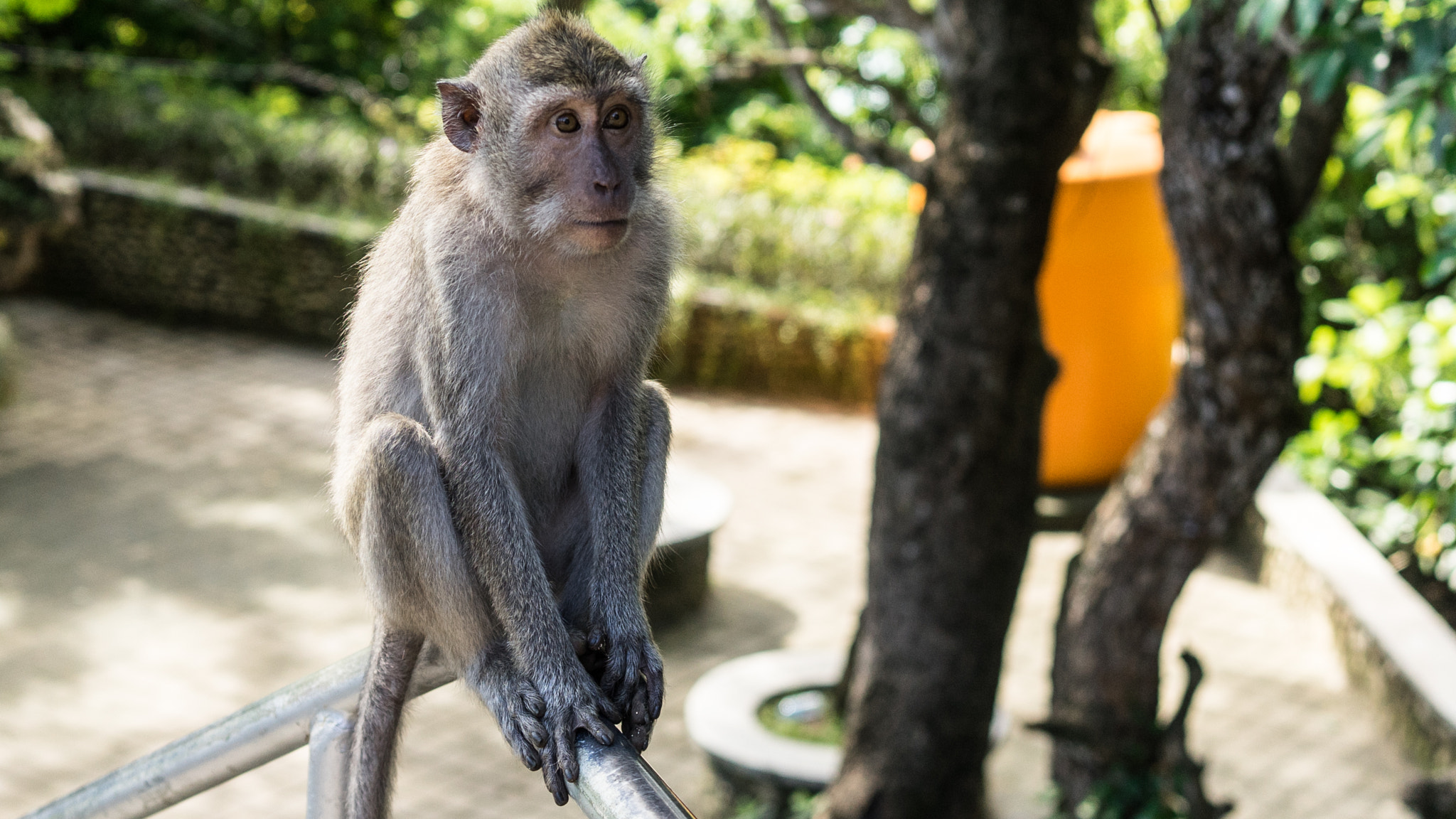 Sony a7 + Sony Sonnar T* FE 35mm F2.8 ZA sample photo. Chilling monkey in bali photography