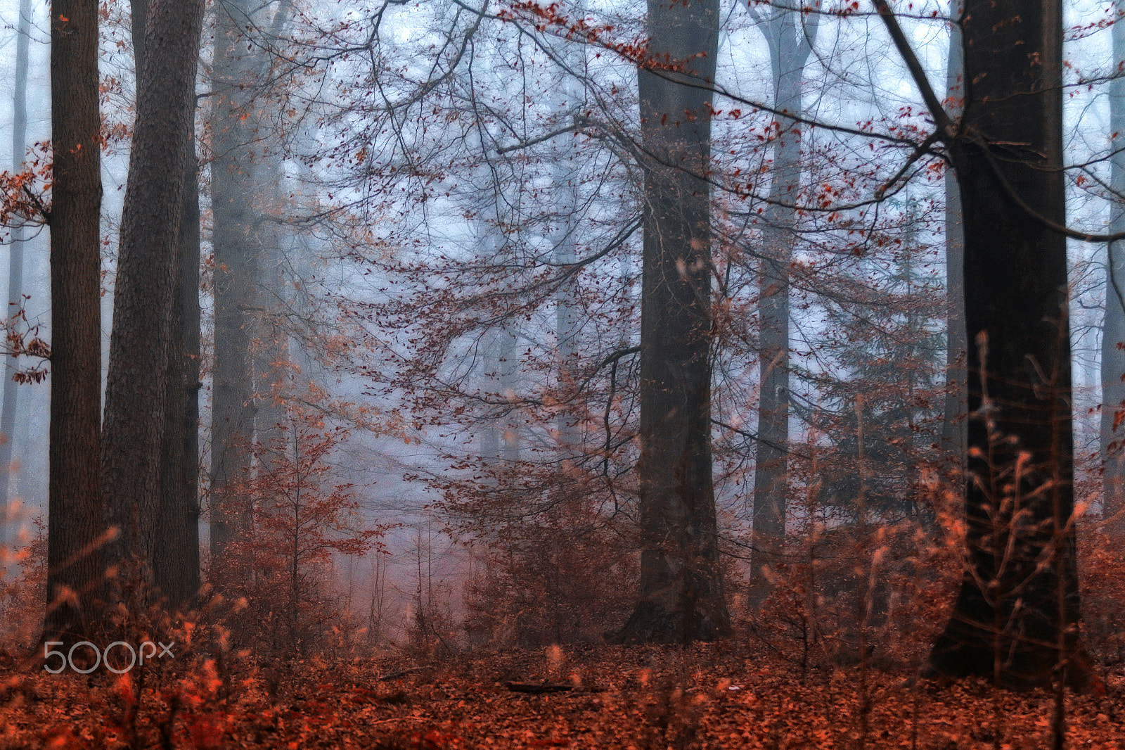 Canon EF 70-200mm F2.8L USM sample photo. Memories of a beautiful morning photography