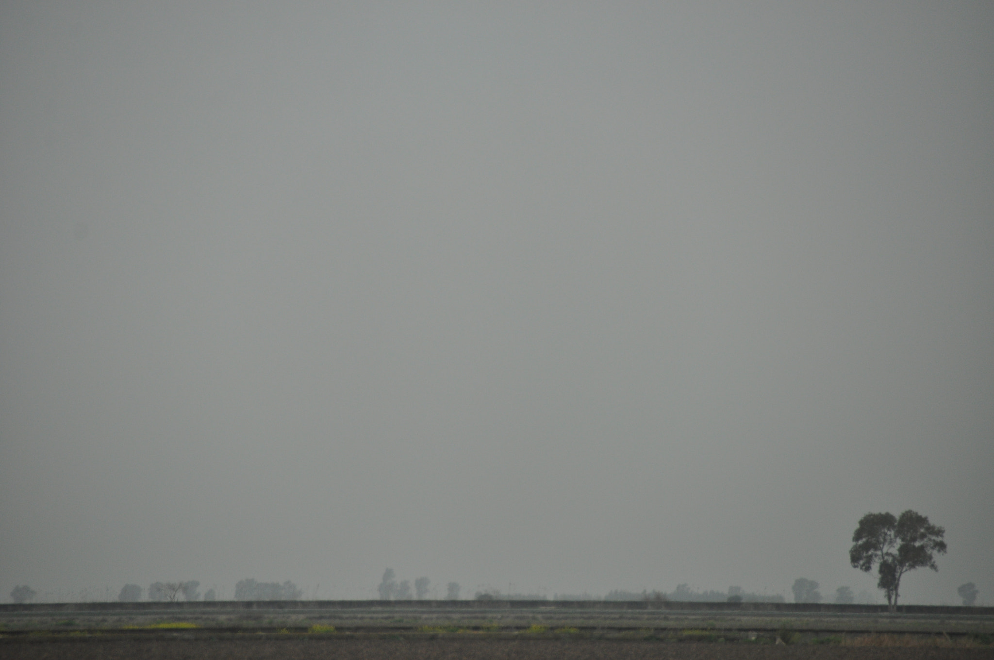 Sigma 18-200mm F3.5-6.3 II DC OS HSM sample photo. 霧の木 photography