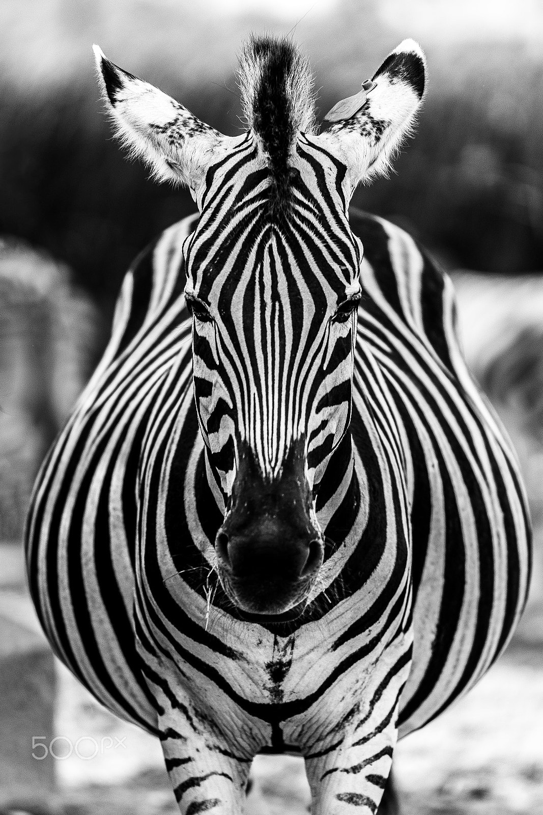 Sony FE 70-200mm F2.8 GM OSS sample photo. Epic stripes photography