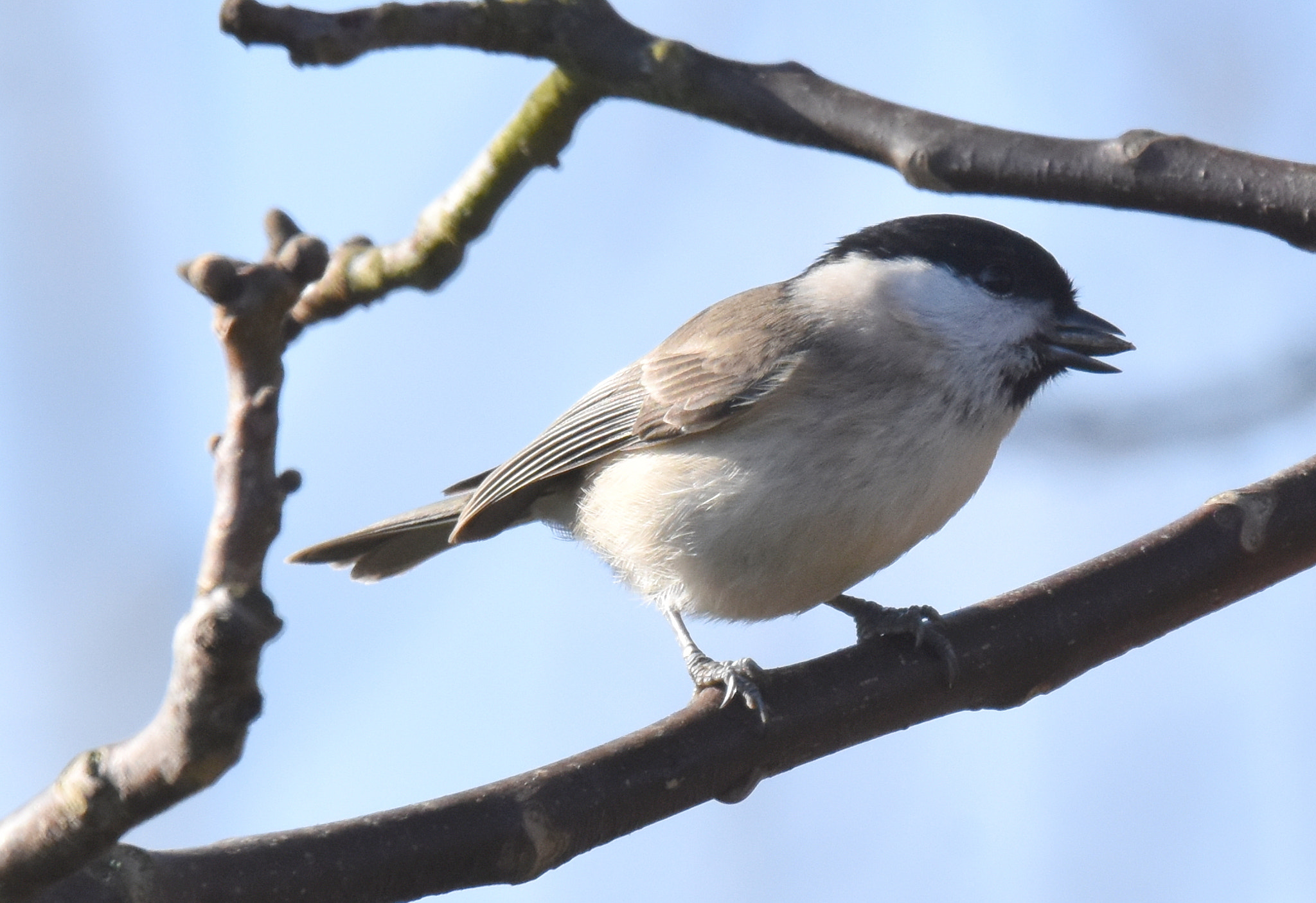 Sigma 150-600mm F5-6.3 DG OS HSM | S sample photo. Nonnette photography