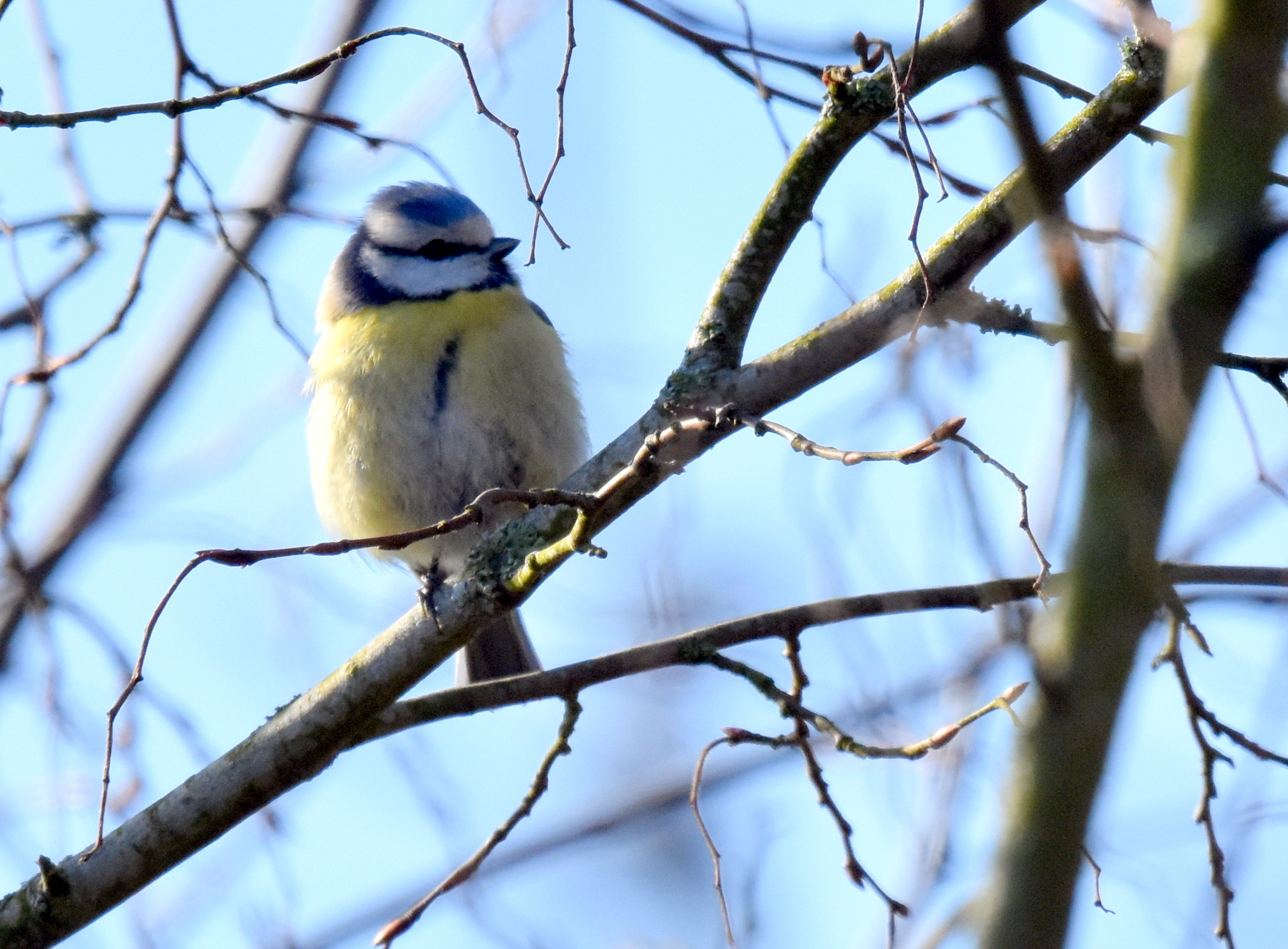 Nikon D7200 + Sigma 150-600mm F5-6.3 DG OS HSM | S sample photo. 1 bleue photography