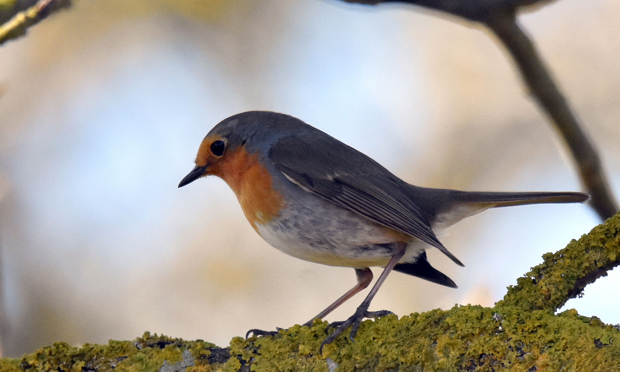 Sigma 150-600mm F5-6.3 DG OS HSM | S sample photo. 1 poppy photography