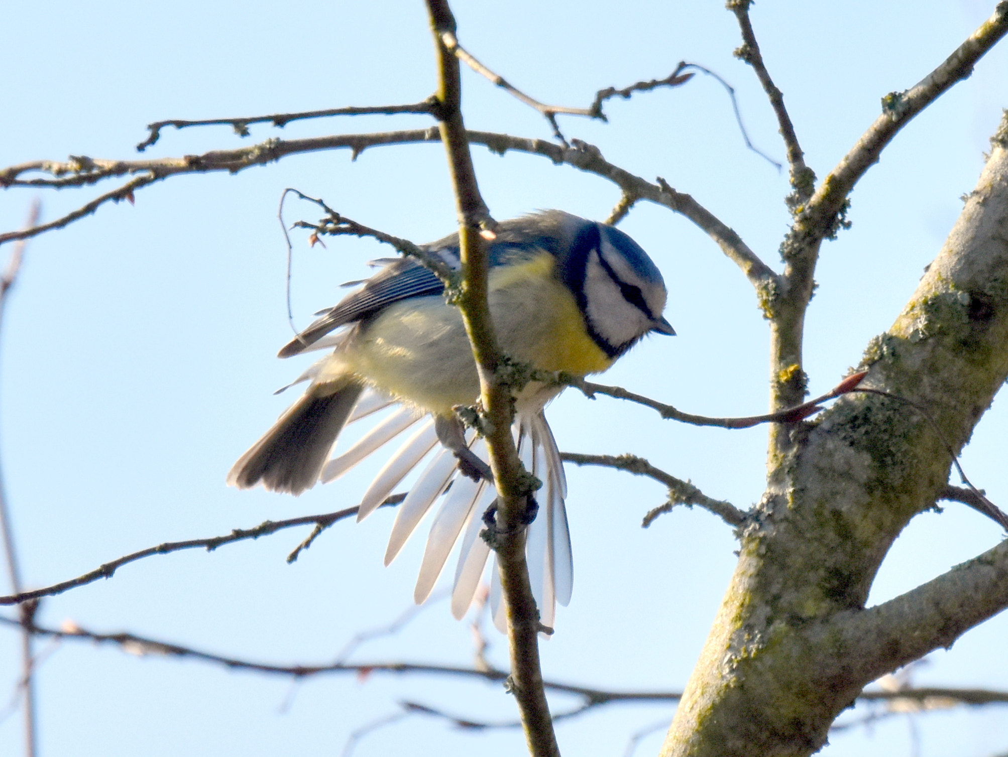 Nikon D7200 + Sigma 150-600mm F5-6.3 DG OS HSM | S sample photo. 2 bleue photography