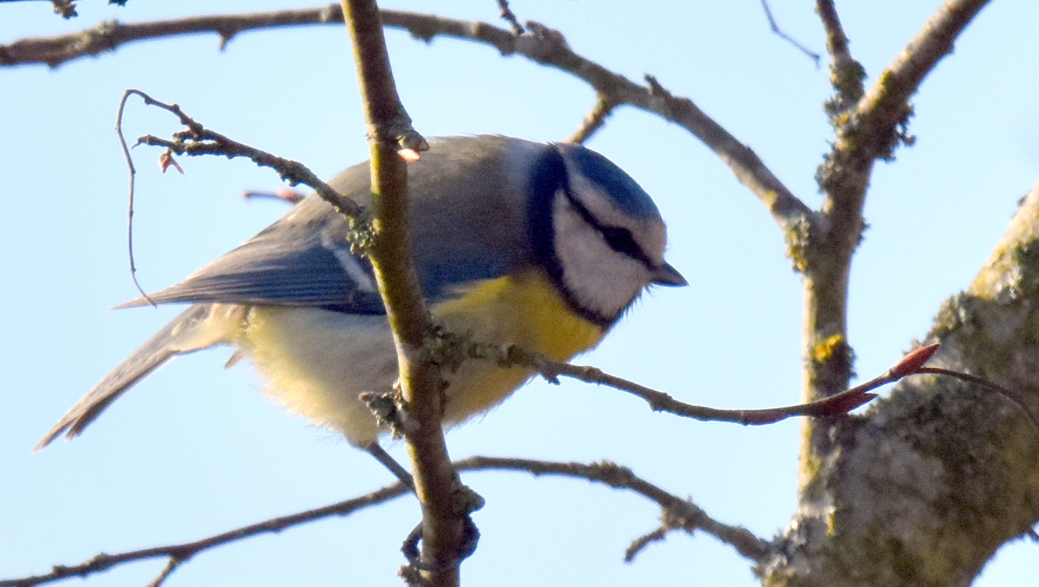 Sigma 150-600mm F5-6.3 DG OS HSM | S sample photo. 3 bleue photography