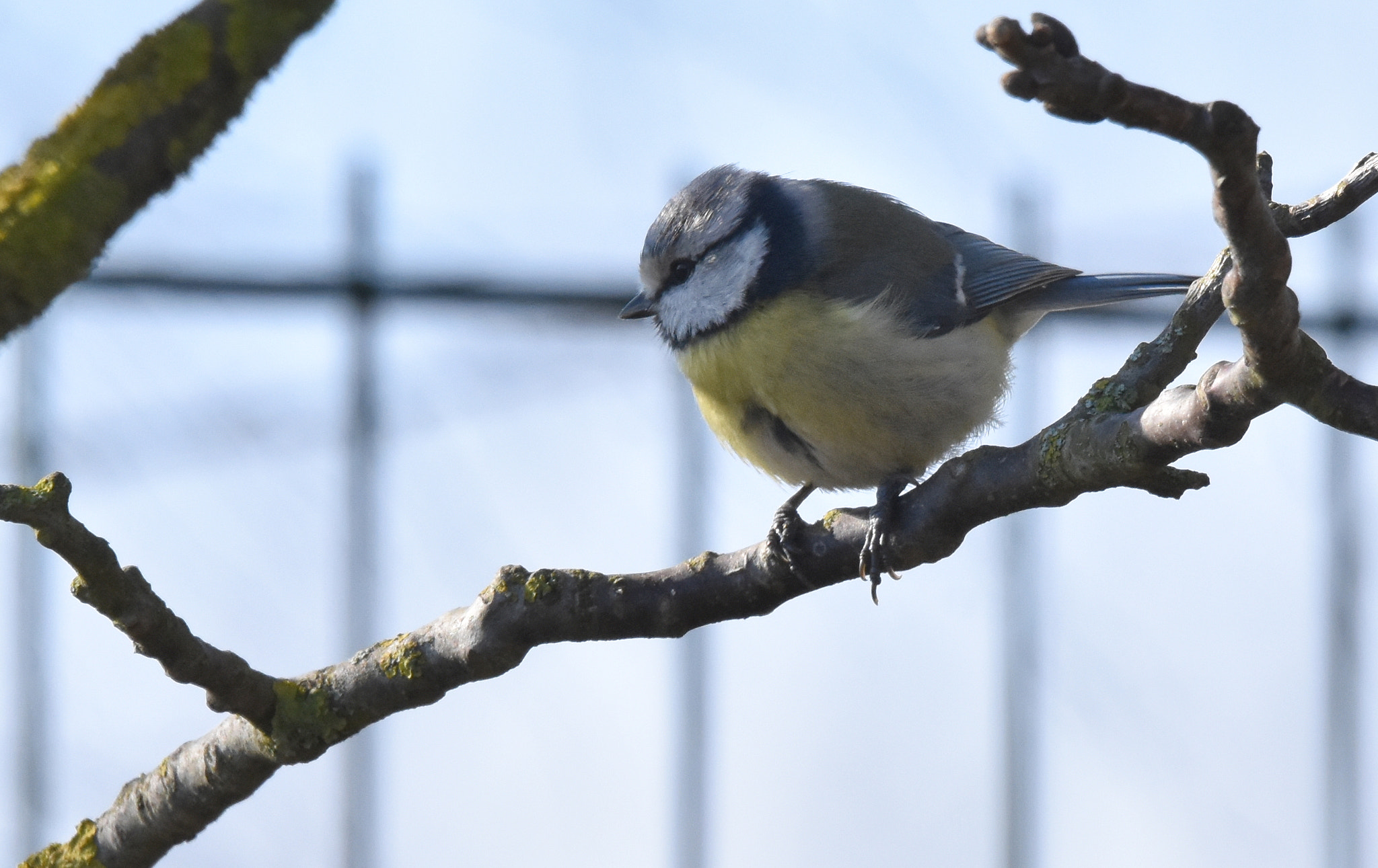 Sigma 150-600mm F5-6.3 DG OS HSM | S sample photo. 4 bleue photography