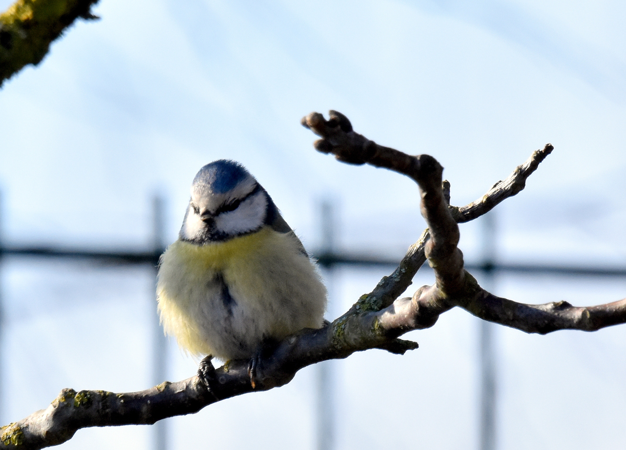 Sigma 150-600mm F5-6.3 DG OS HSM | S sample photo. 5 bleue photography