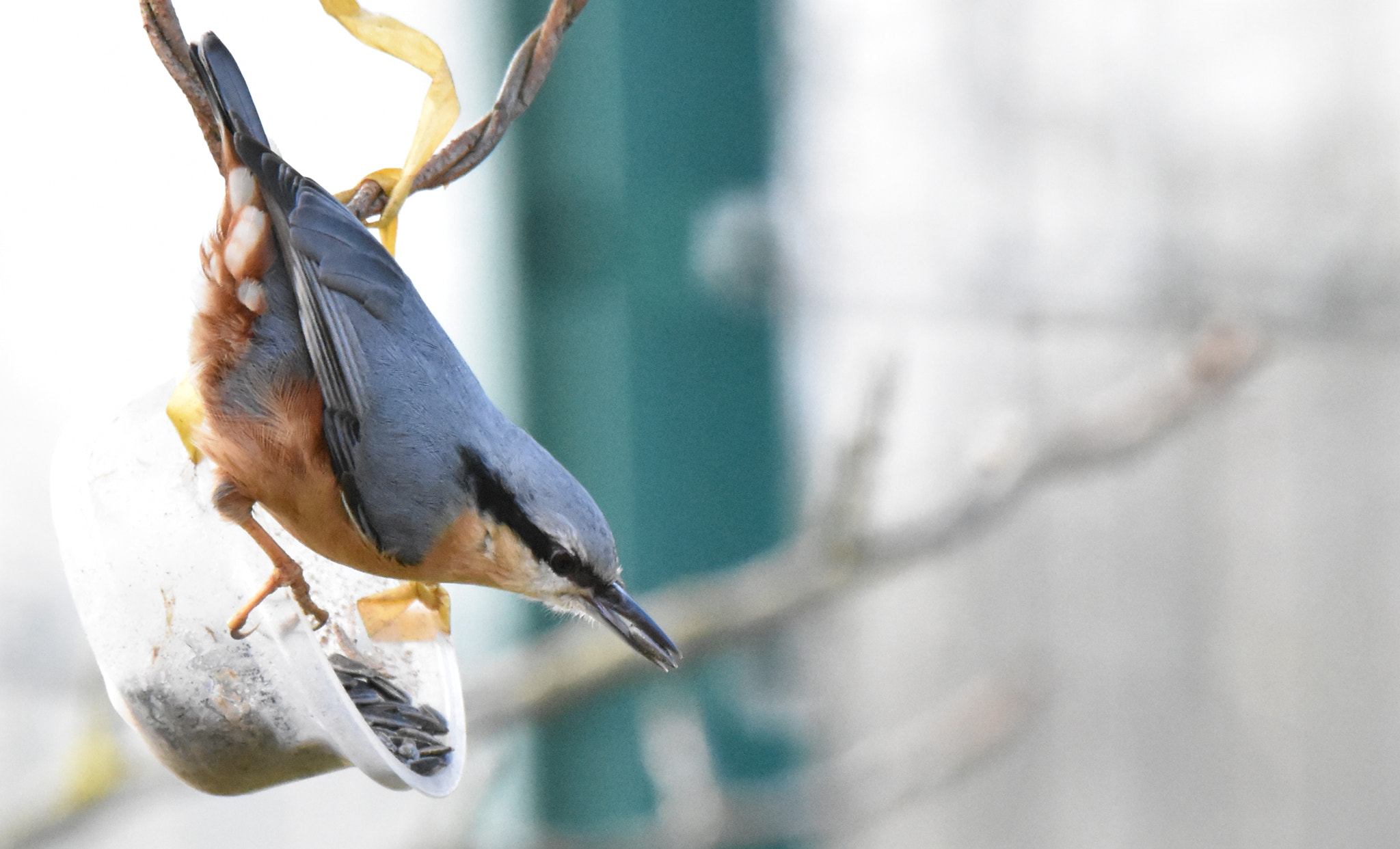 Sigma 150-600mm F5-6.3 DG OS HSM | S sample photo. 1 sitelle photography