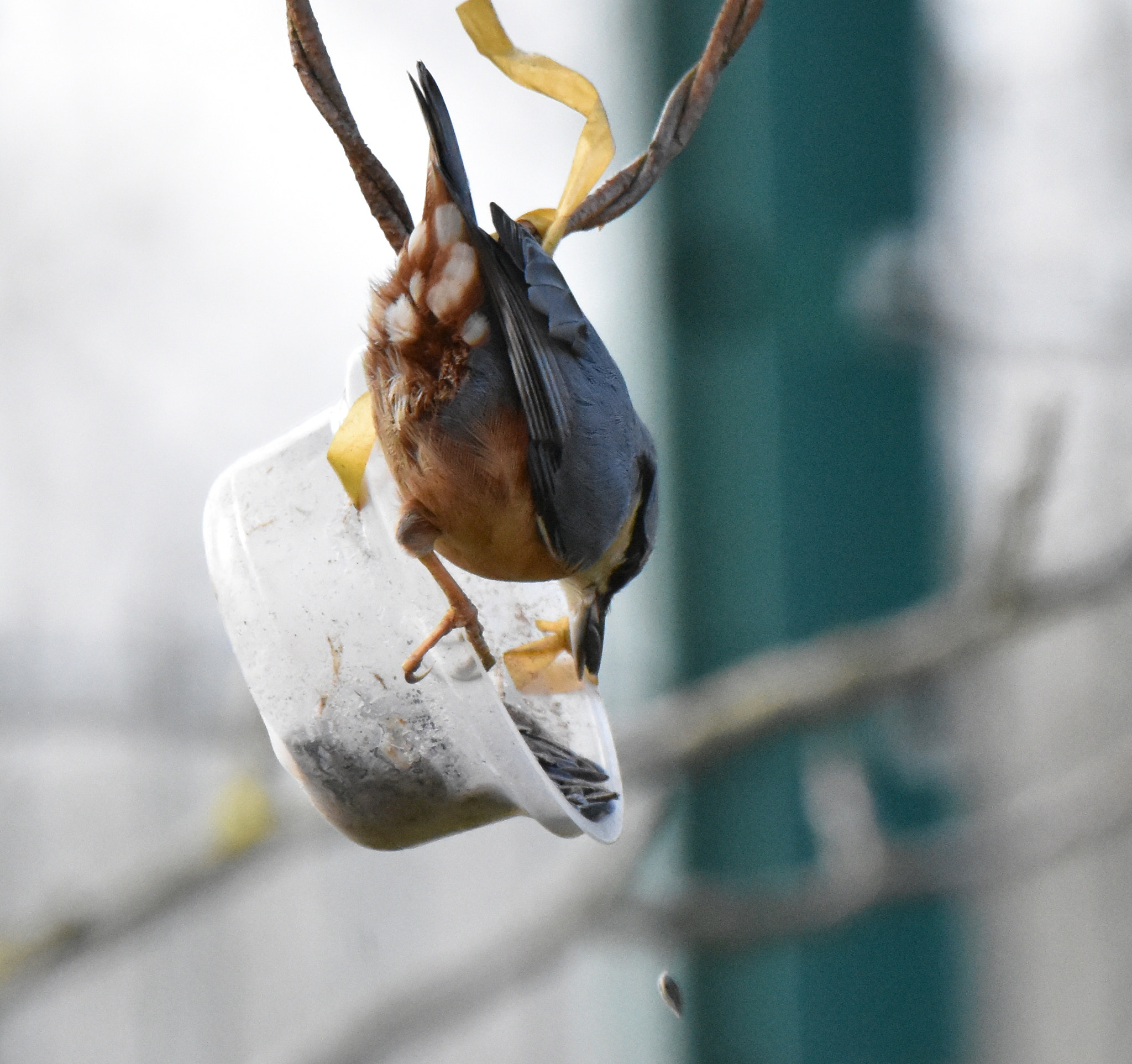 Sigma 150-600mm F5-6.3 DG OS HSM | S sample photo. 2 sitelle photography