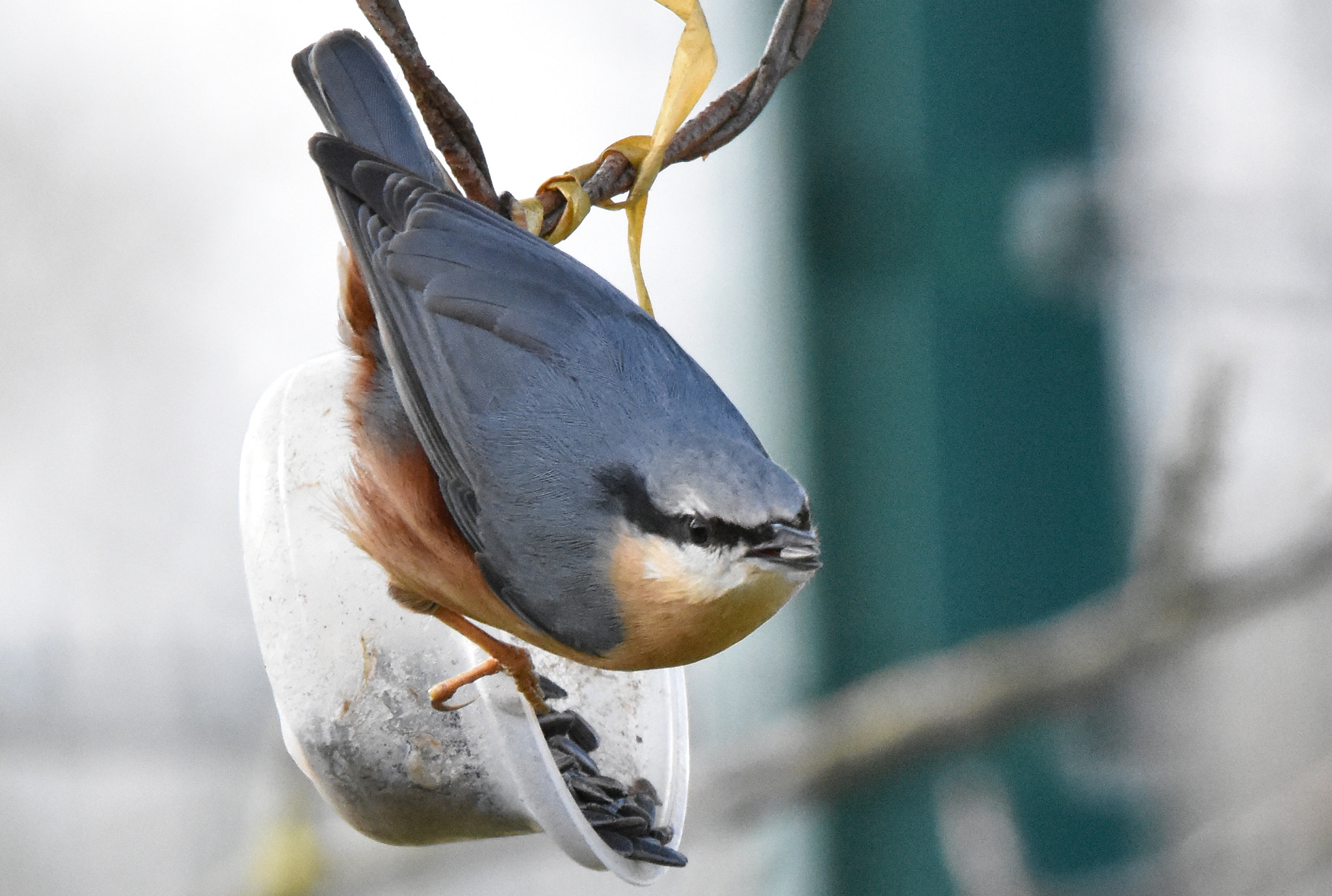 Sigma 150-600mm F5-6.3 DG OS HSM | S sample photo. 3 sitelle photography